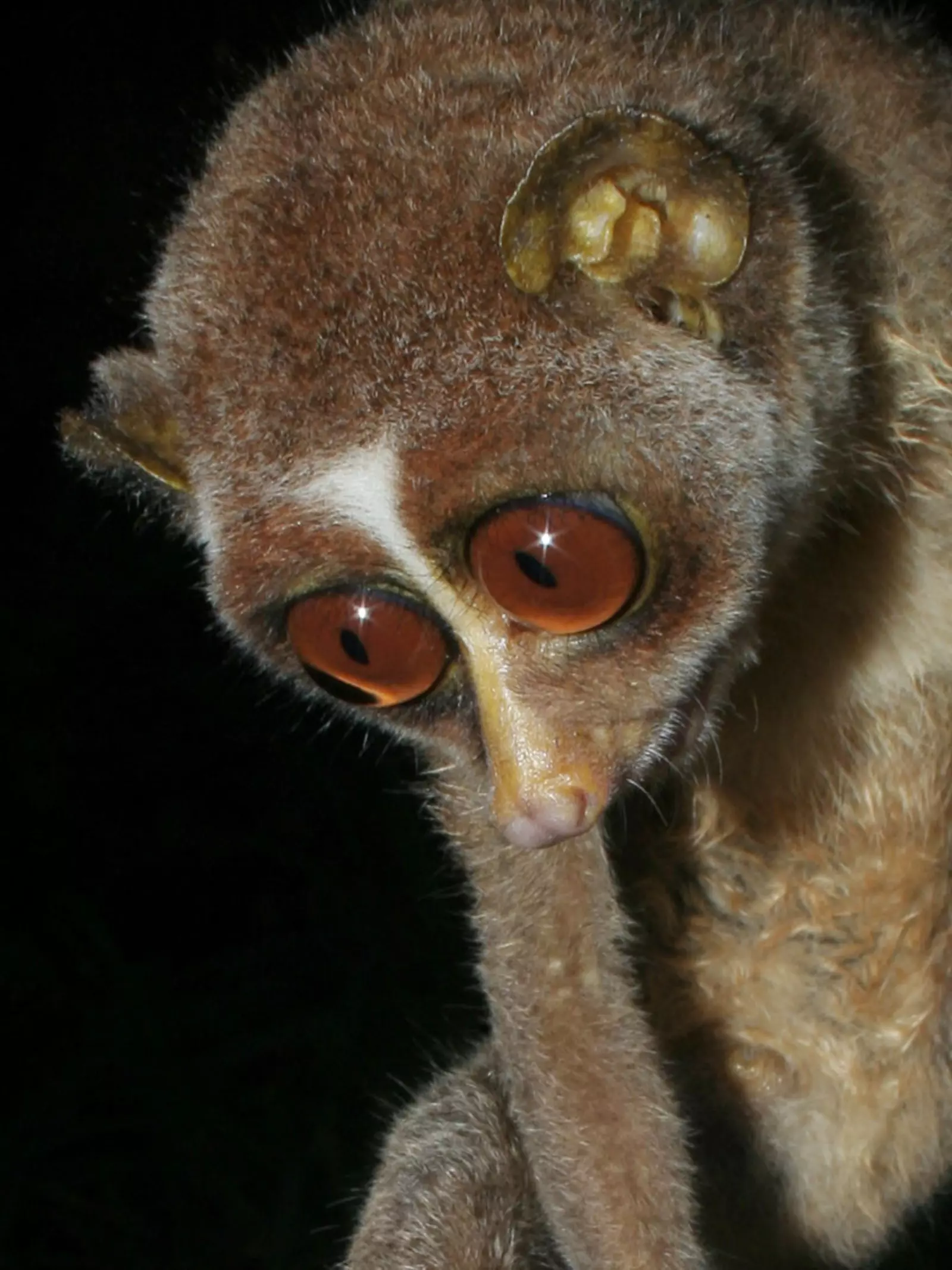 Red slender loris