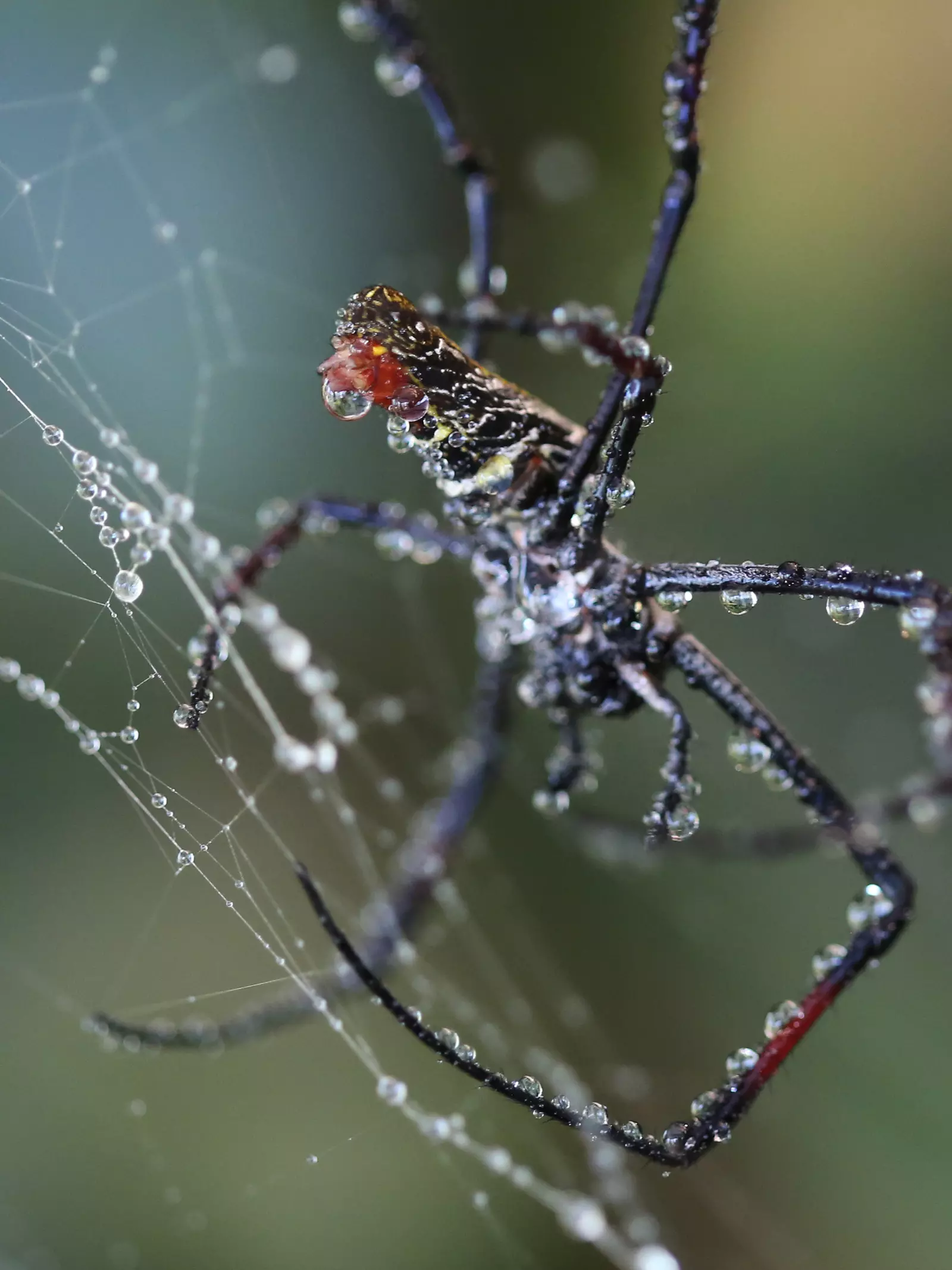 Madagascar Orb Weaver in a web