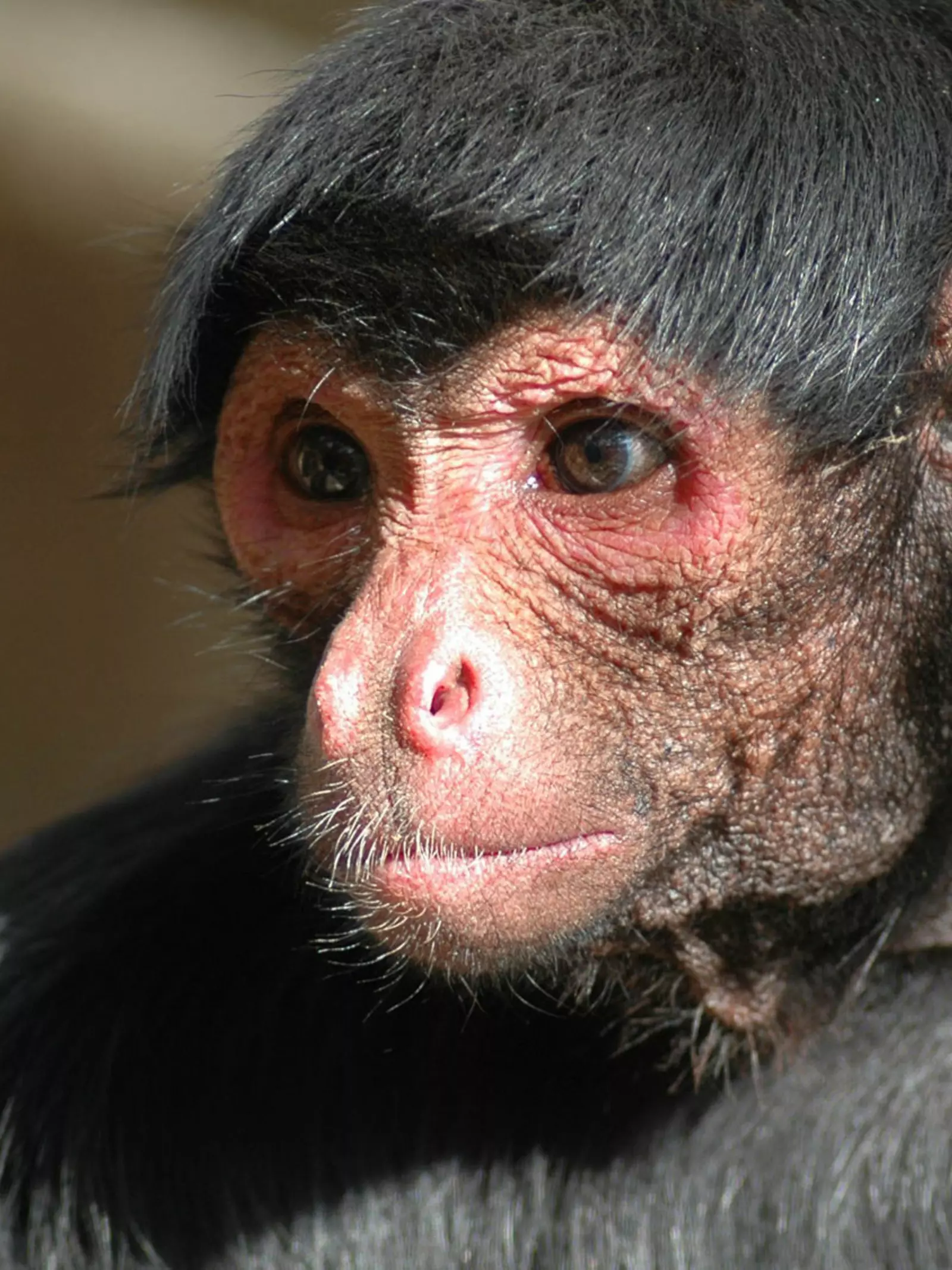 A red-faced spider monkey at London Zoo
