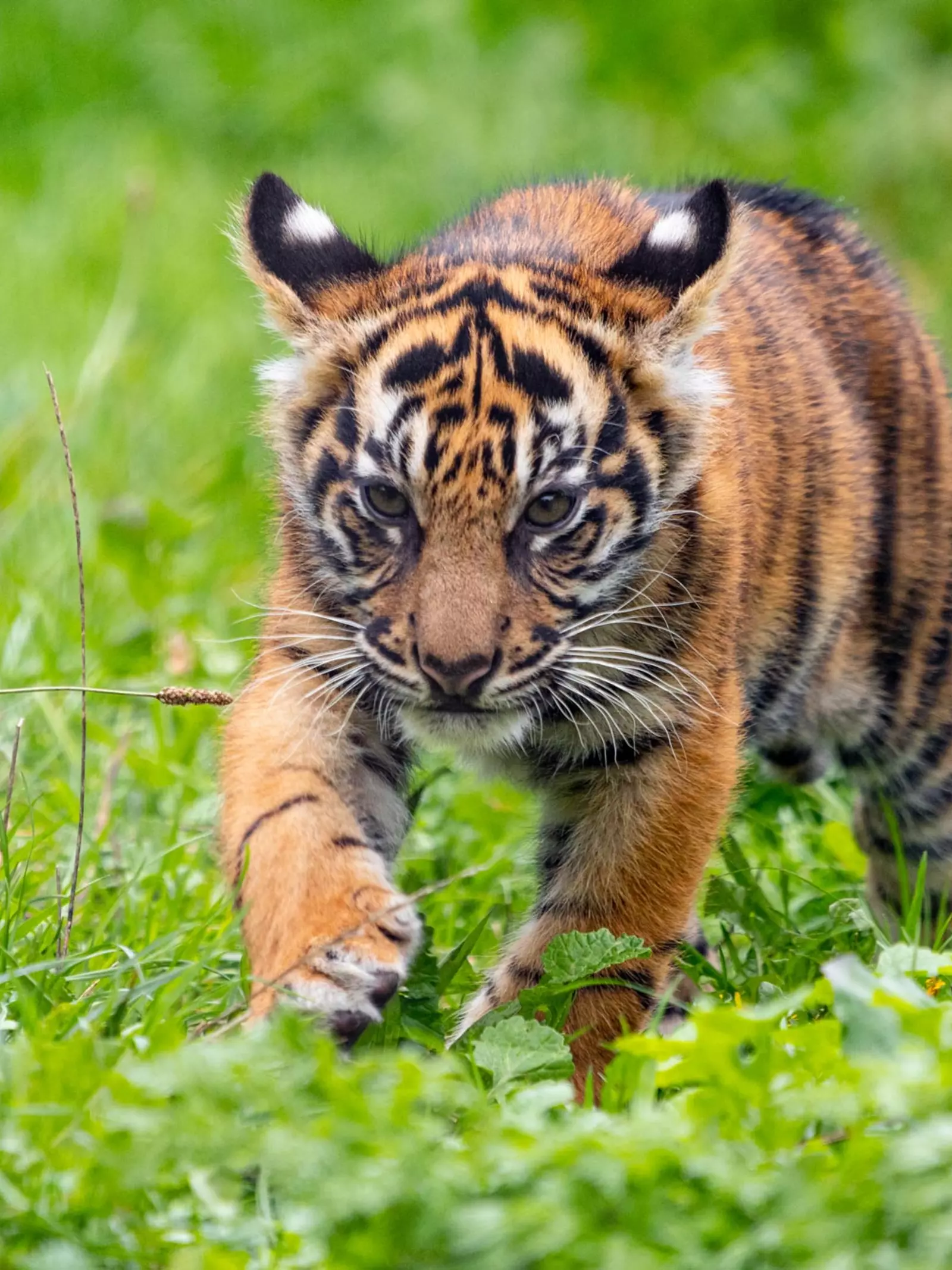 Sumatran tiger cub Crispin in Tiger Territory habitat at London Zoo 