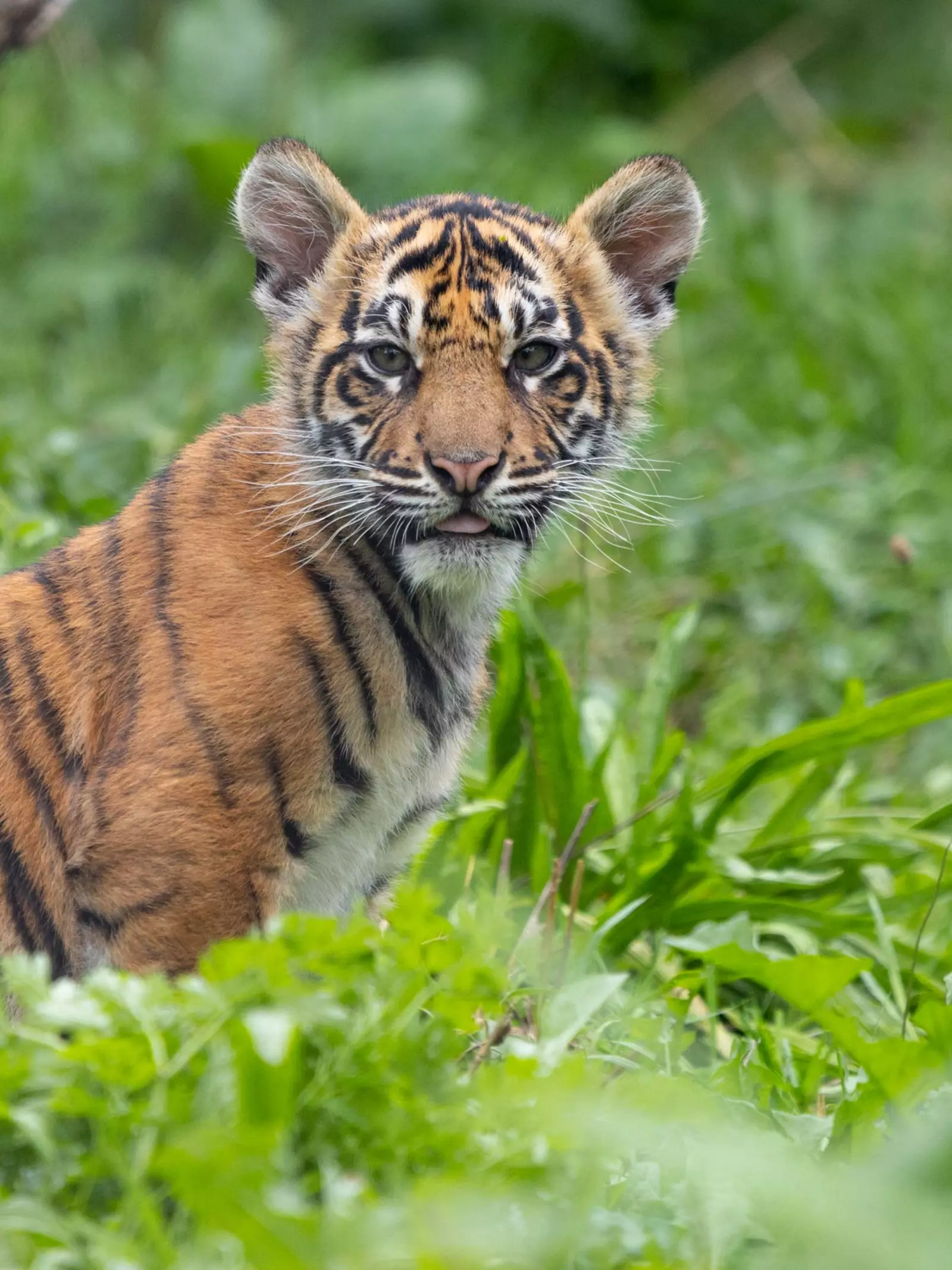 Sumatran tiger cub Zac in his Tiger Territory habitat at London Zoo