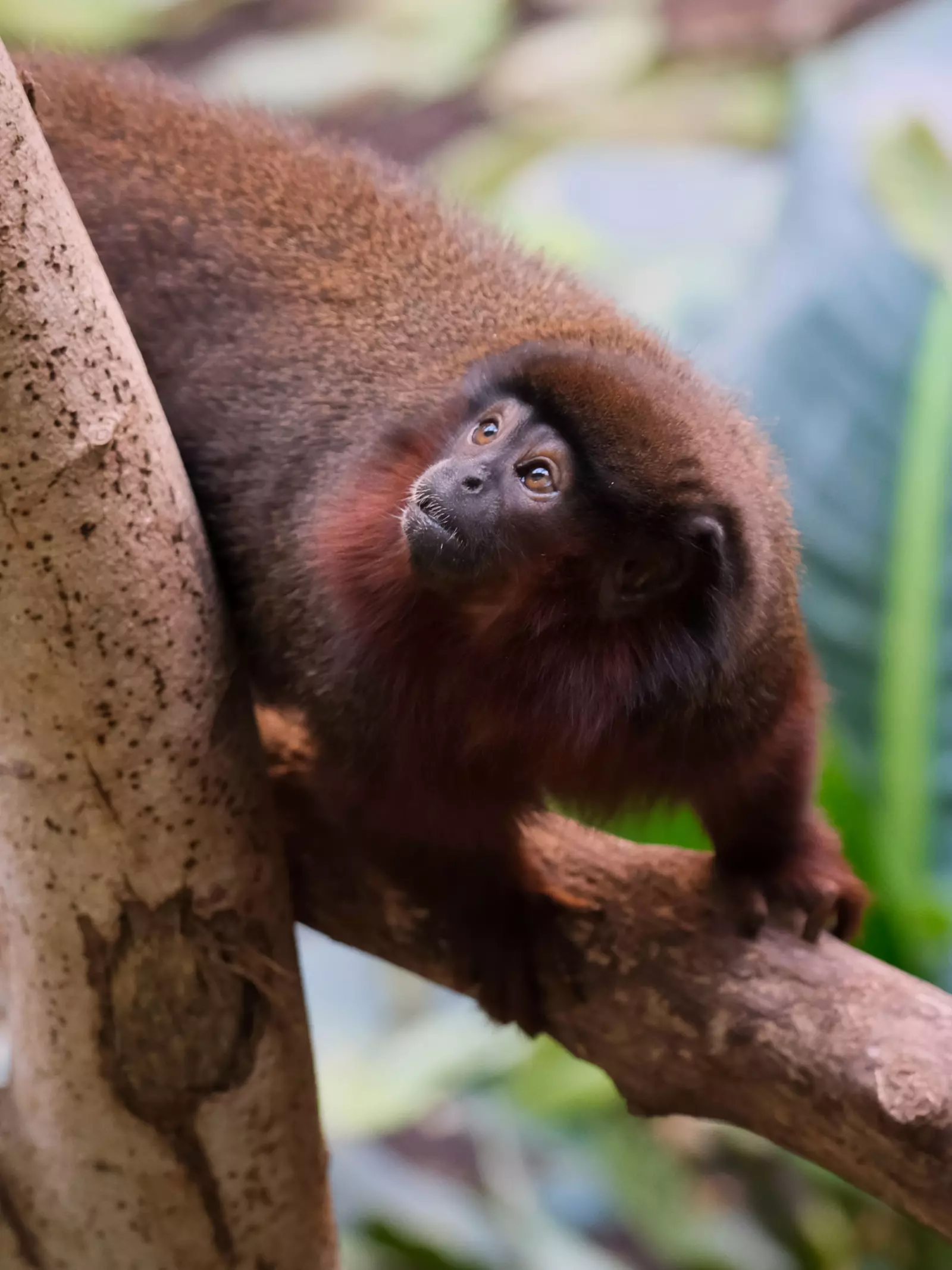 Red titi monkey walking along a tree branch in London Zoo's rainforest exhibit 