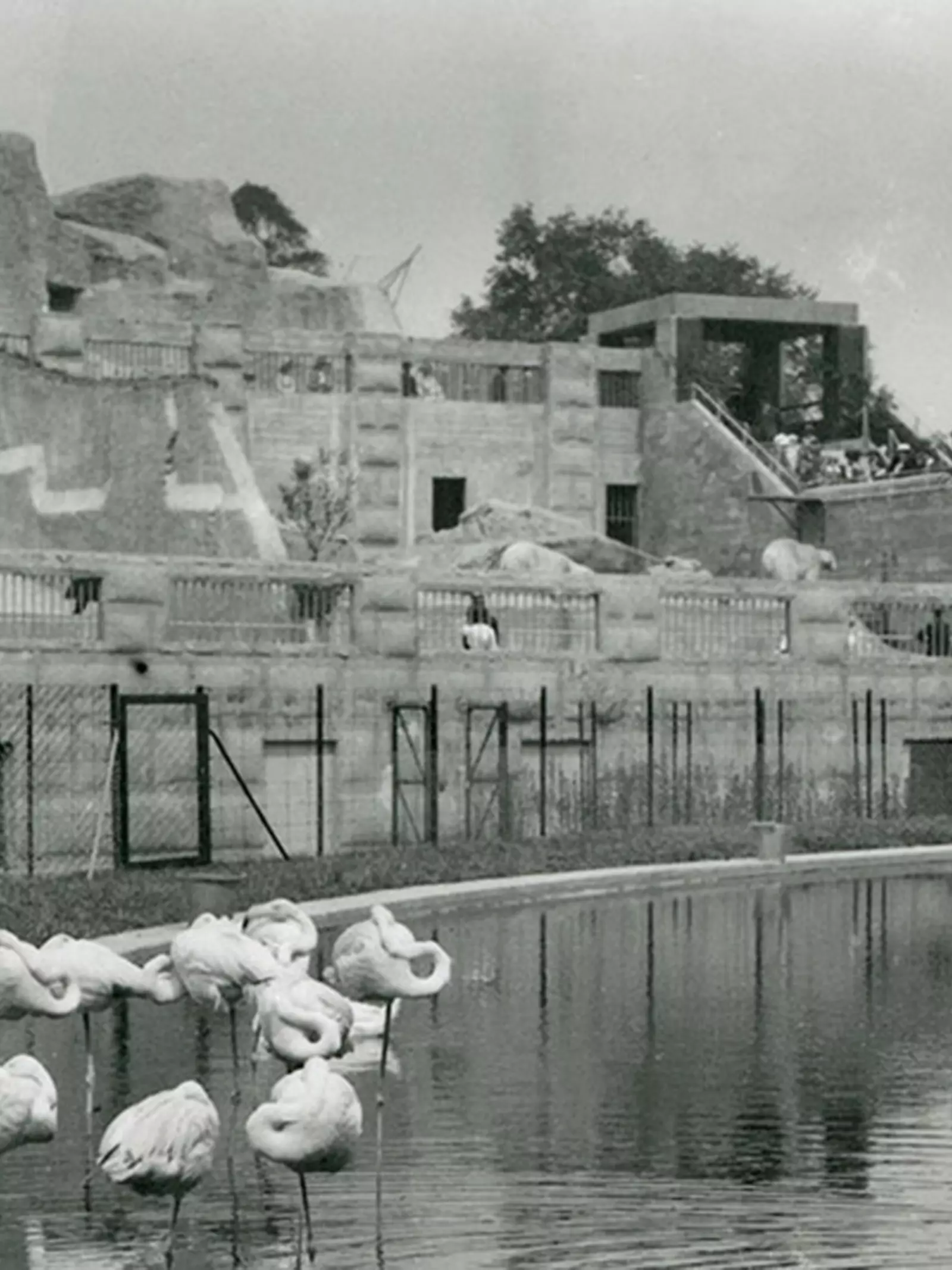 Historic photo of flamingos at Mappin Terraces at London Zoo