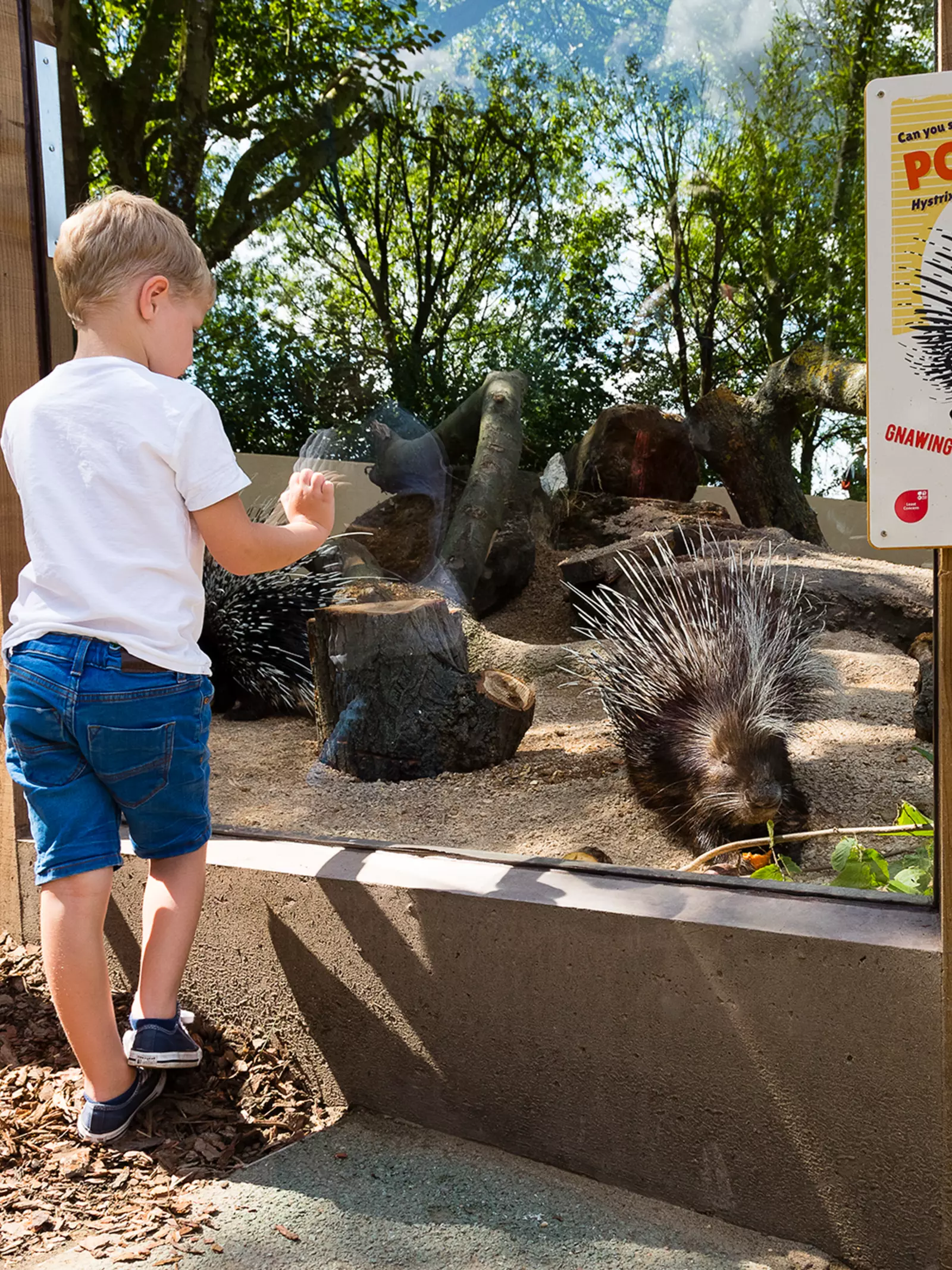 Two children look into the porcupine enclosure at Animal Adventure