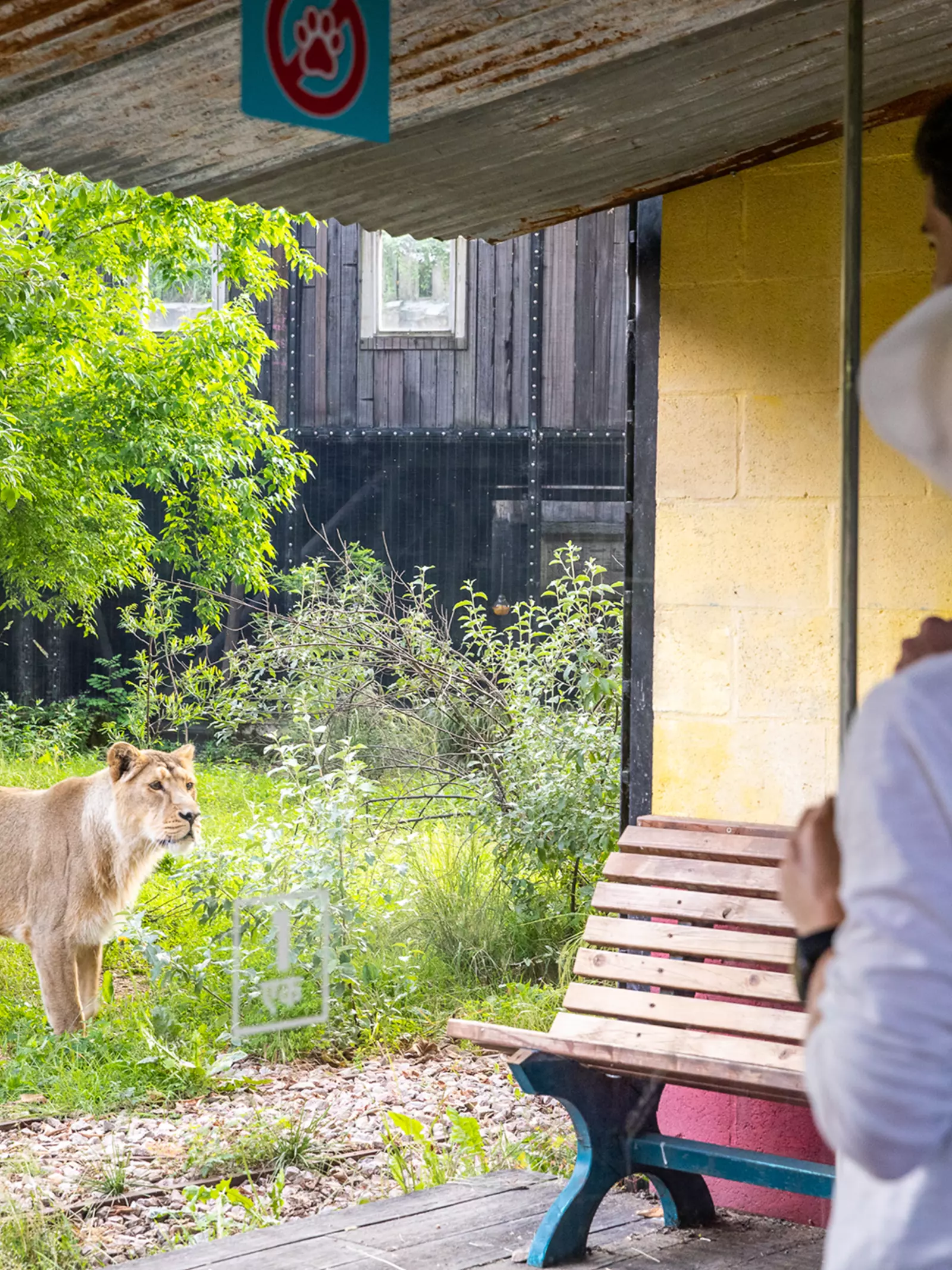 Two visitors watch Asiatic lioness Arya in Land of the Lions