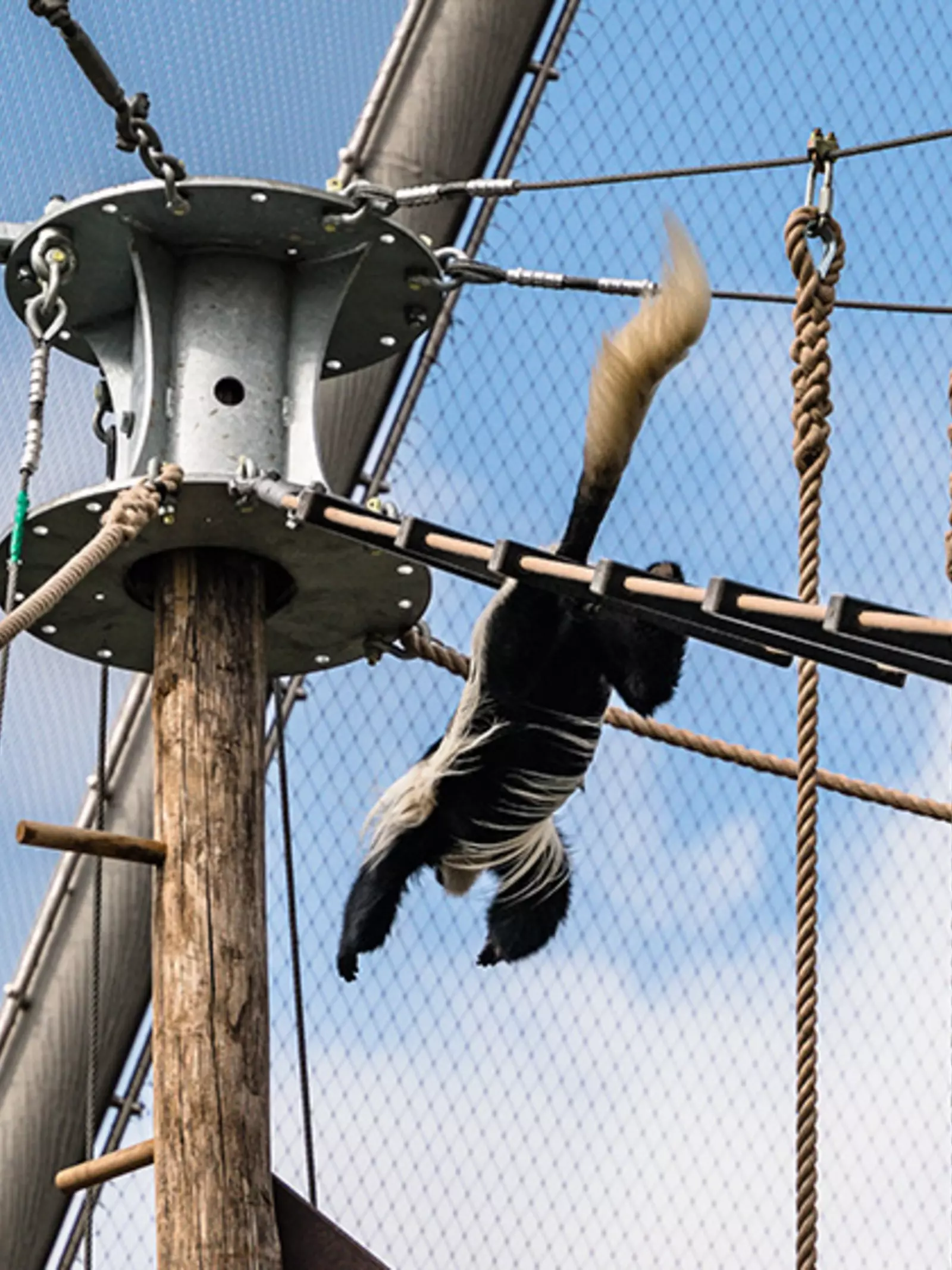 Monkey valley colobus monkey jumping at London Zoo