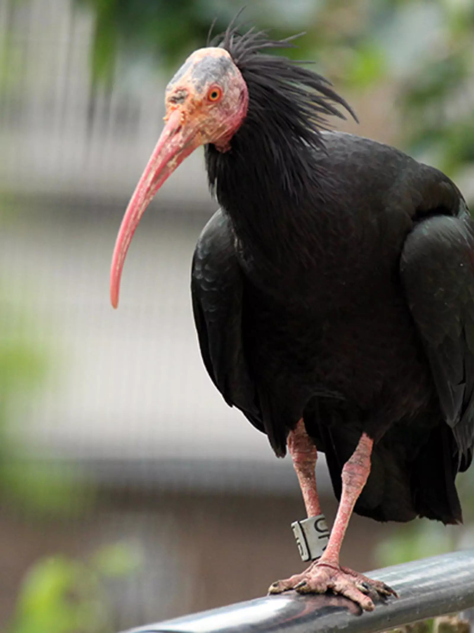 Waldrapp ibis 