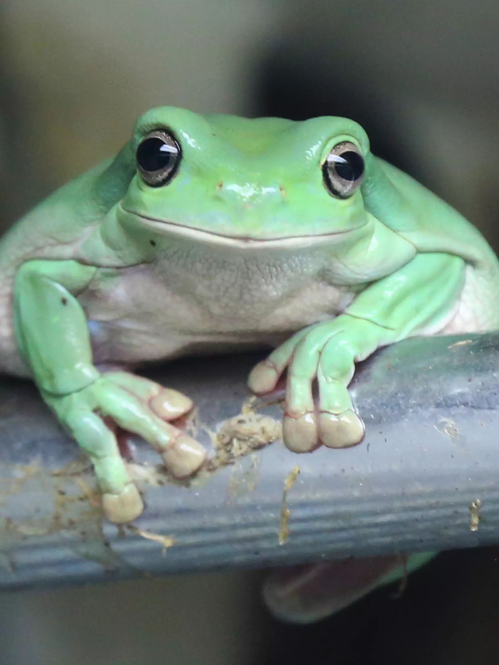 White's tree frog perched on a metal bar