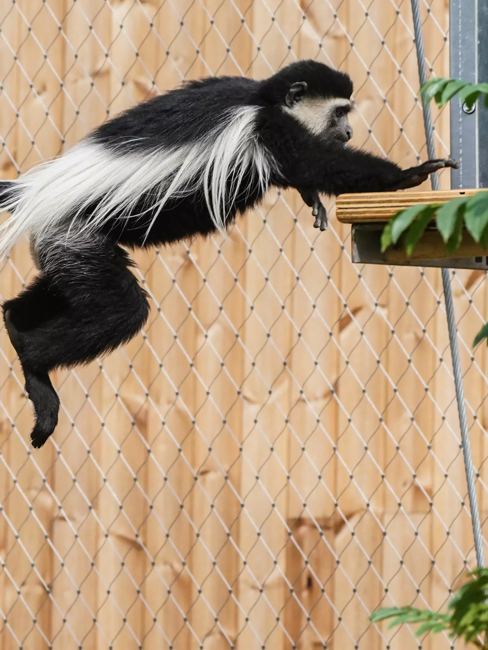 Colobus monkey leaping in Monkey Valley