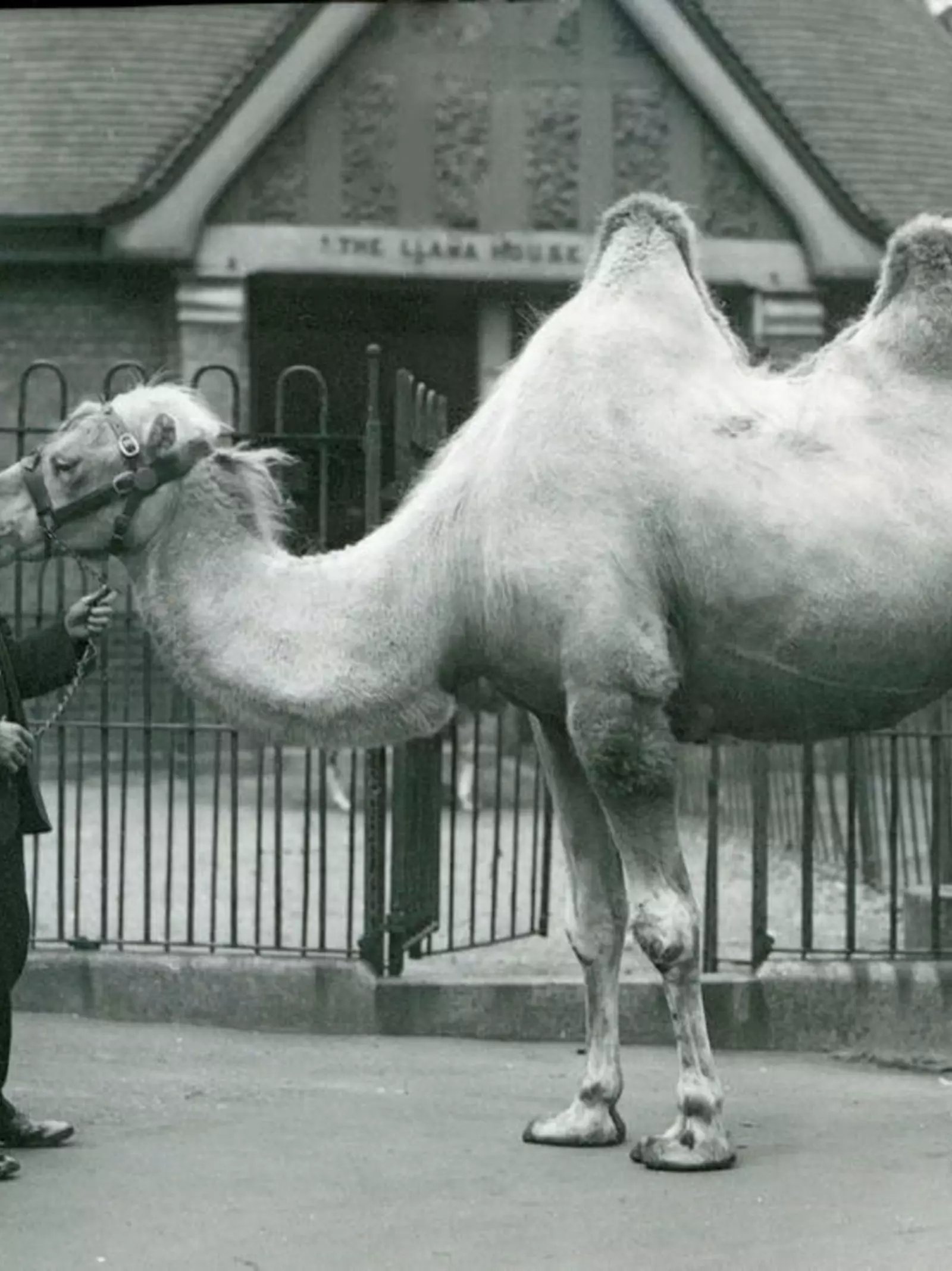 Zookeeper W. Styles, with a Bactrian Camel, outside the Llama House at London Zoo, July 1914.