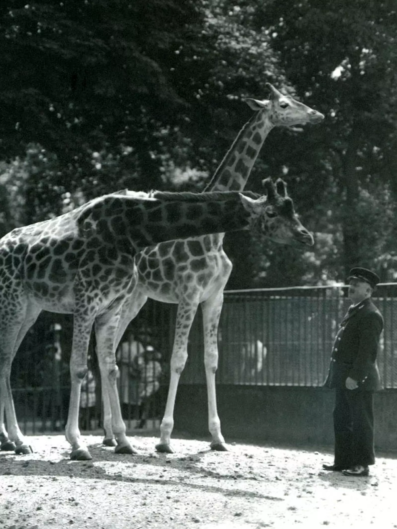 London zoo history photo of two giraffes with a zookeeper in a suit and hat.