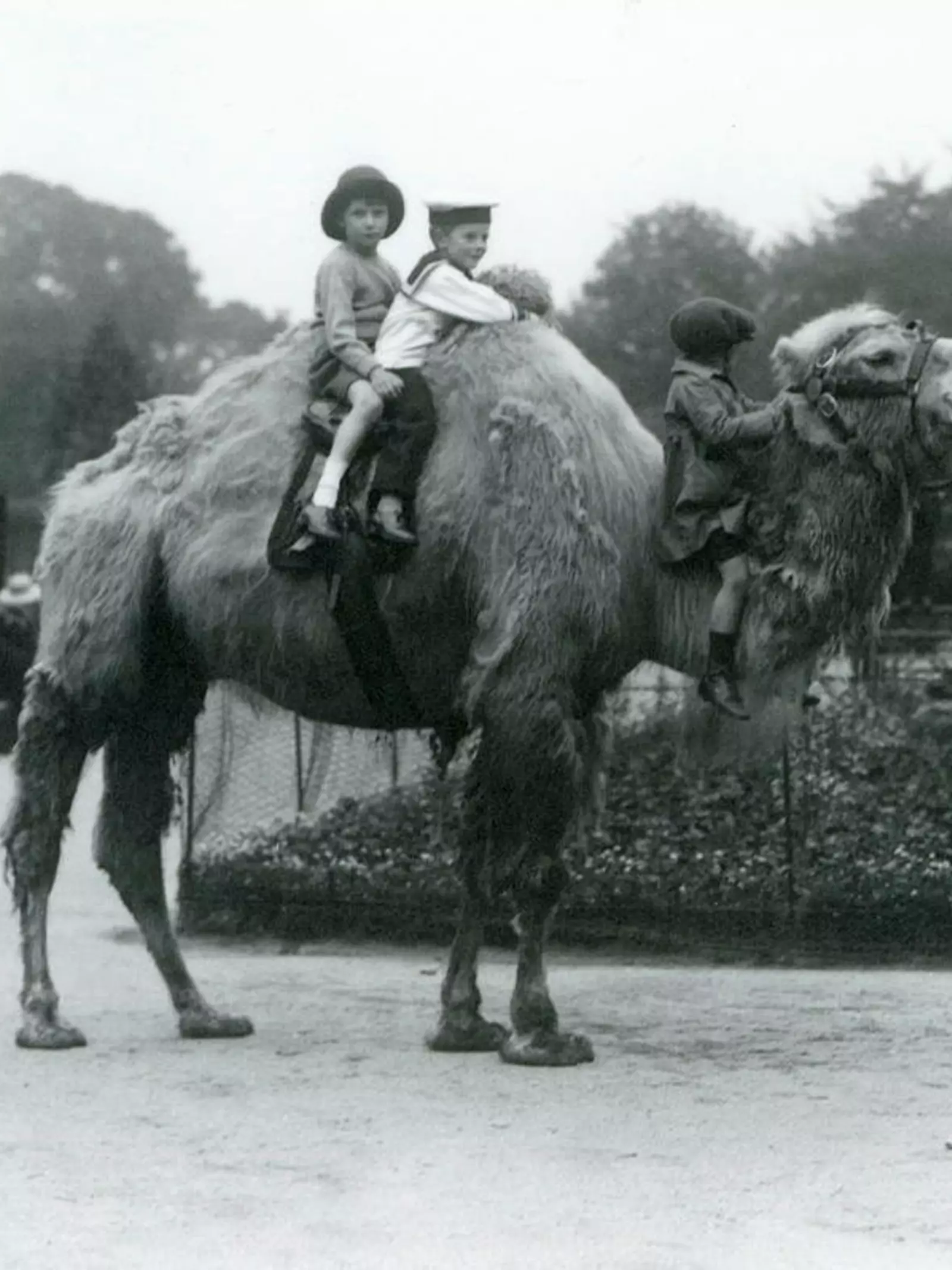 A Bactrian Camel ride with keeper Harry Warwick at London Zoo, June 1924. Two small boys, one in a sailor suit, ride between the humps and another on the neck.