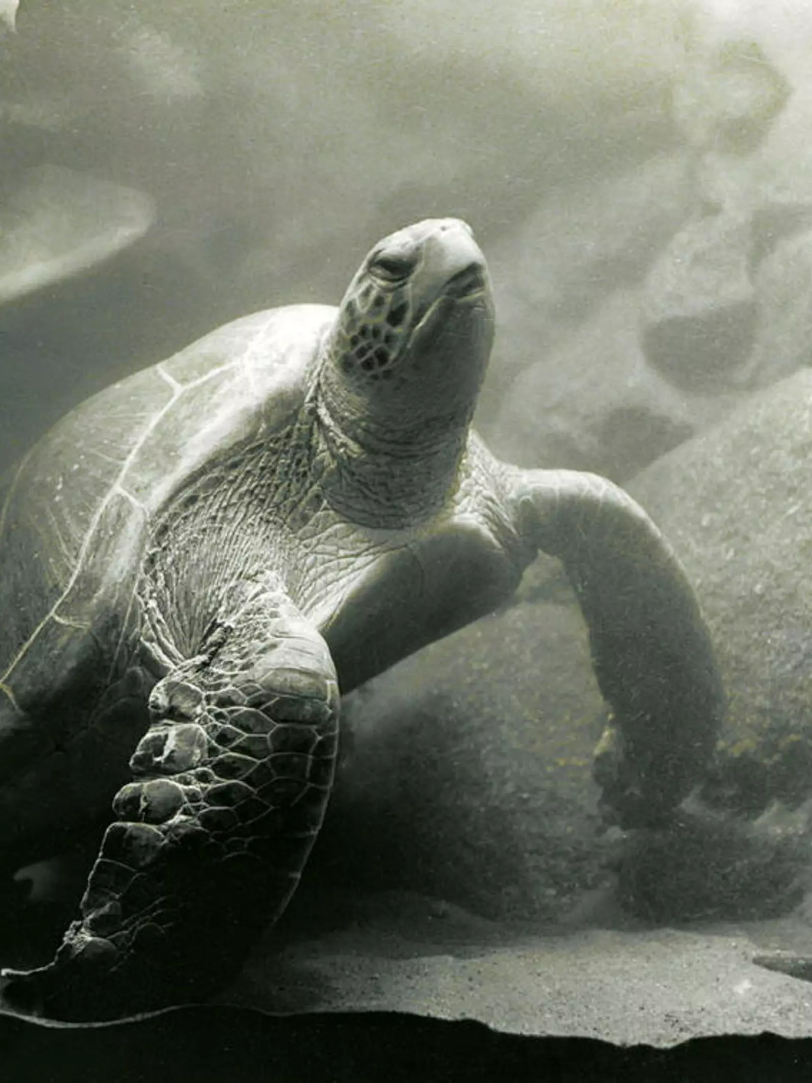 A green sea turtle in the aquarium at London Zoo in 1933.