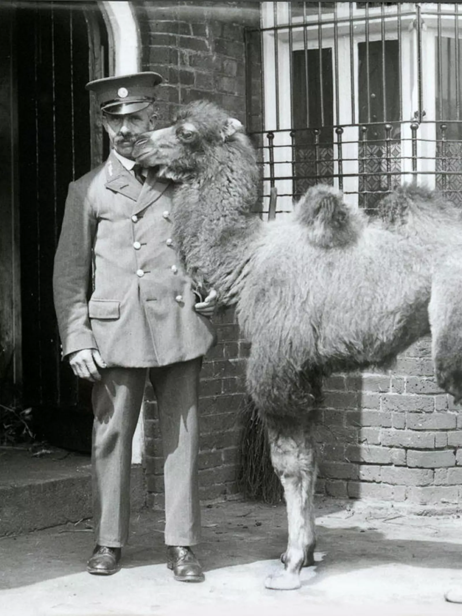 A young Bactrian Camel, which was born in the menagerie, with its keeper (Wally Styles) standing at the entrance to the Clock Tower which was then the Camel House. 