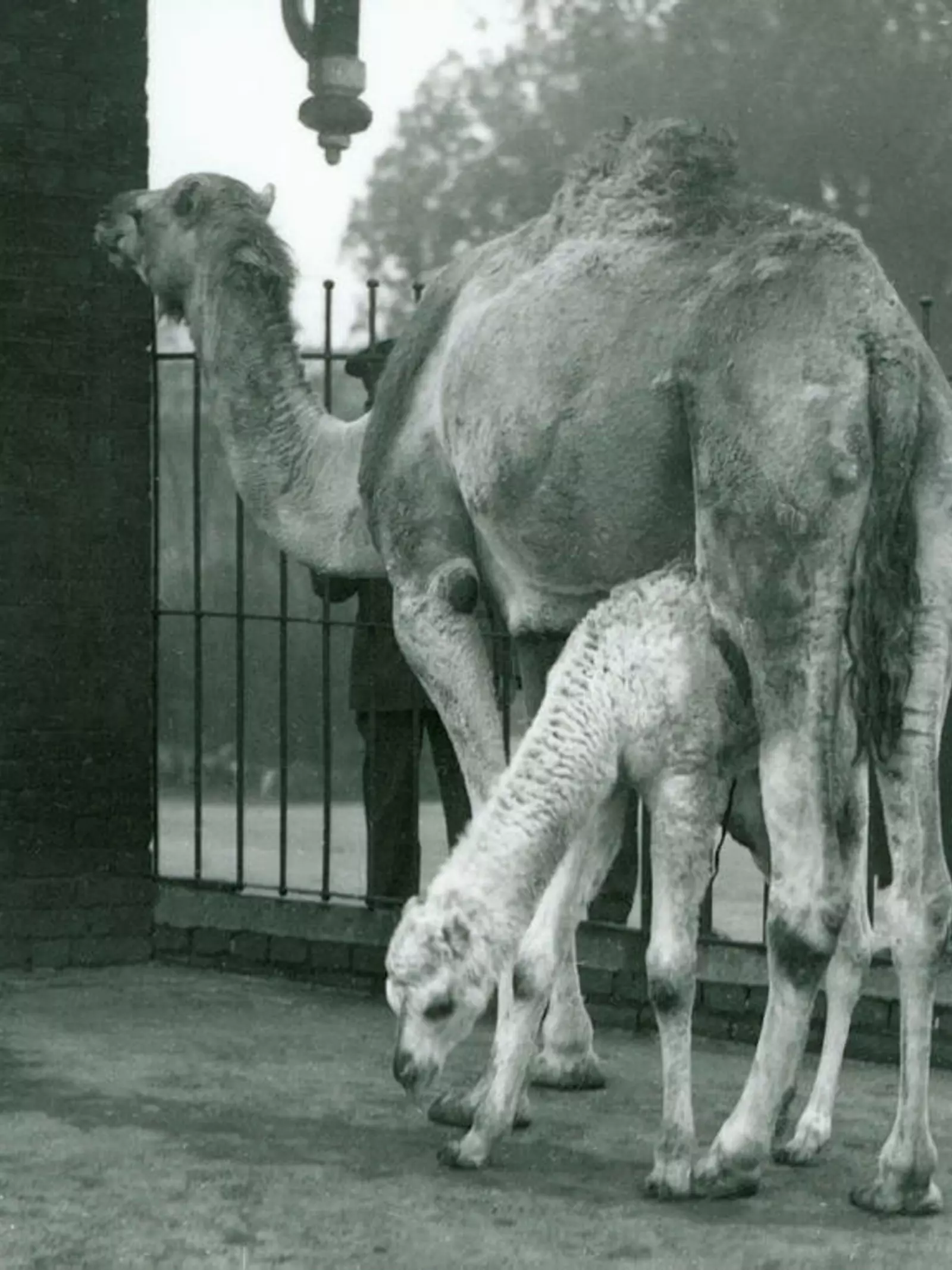 Male Arabian Camel / Dromedary calf  'Noel' with his mother. Visitors are watching them through the railings and the door of the Camel House can be seen to the left.