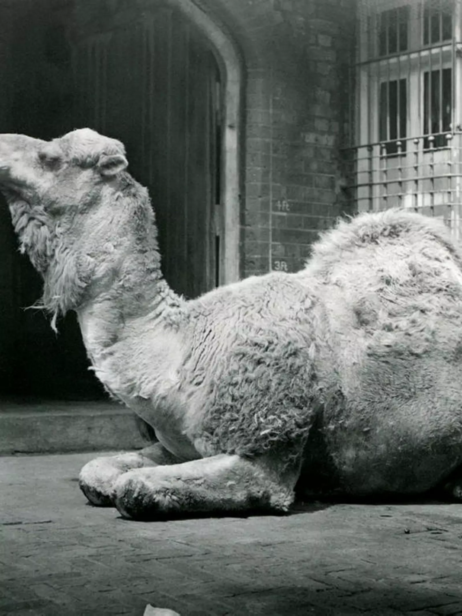 Camel outside Clock Tower