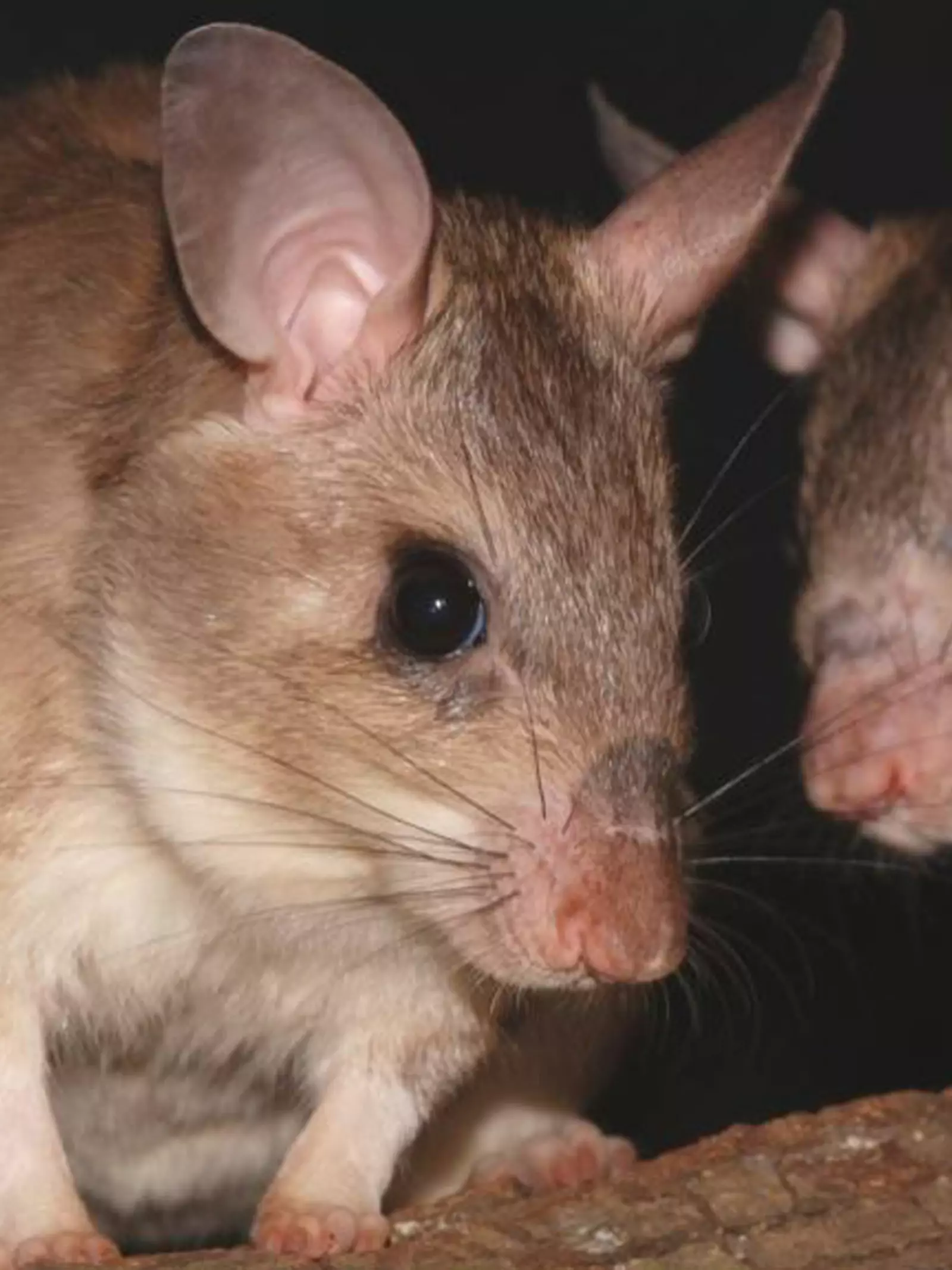Two Malagasy giant jumping rats