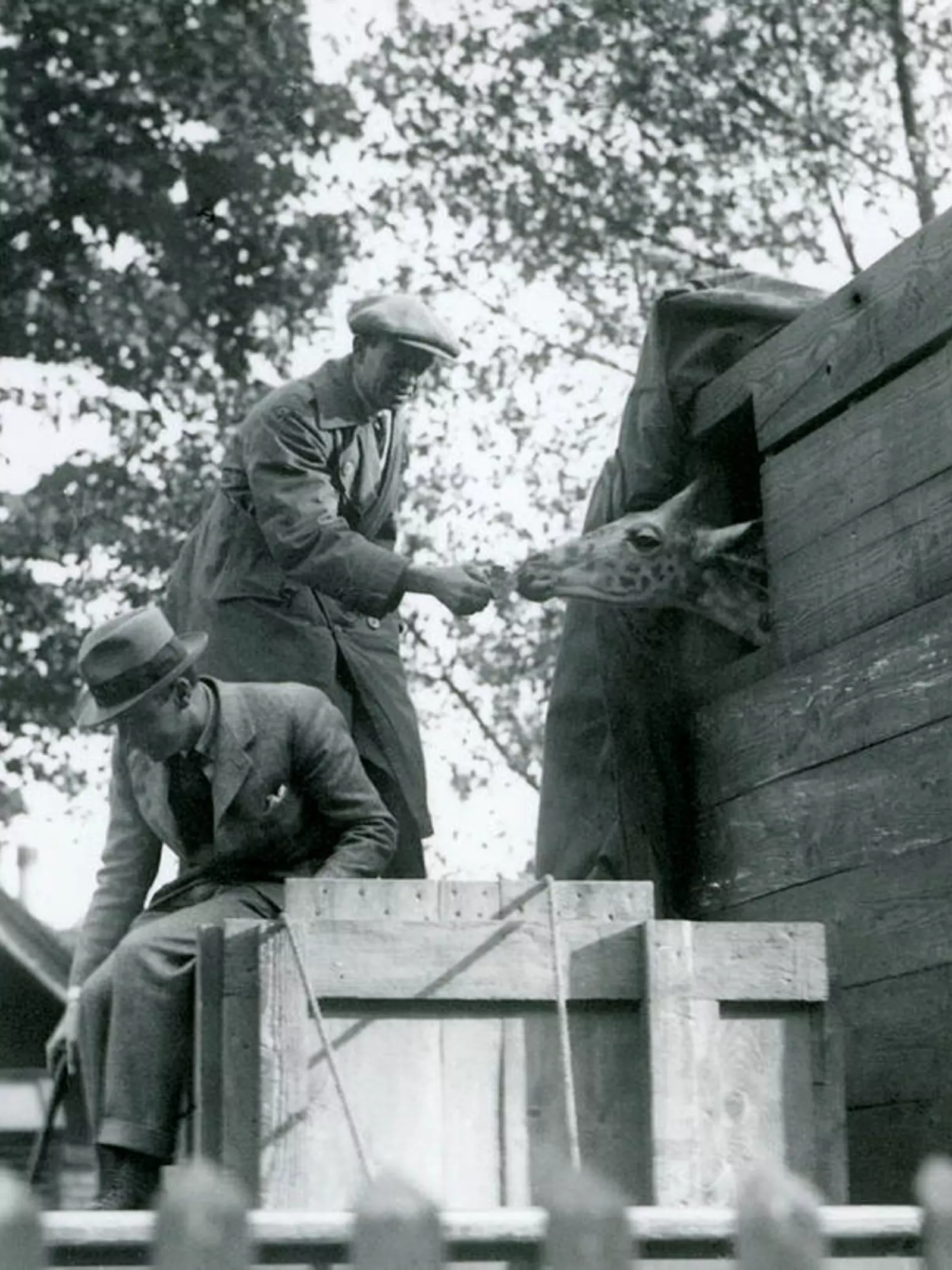 Giraffe being transited in a box whilst poking it's head out to be fed by a zookeeper. 