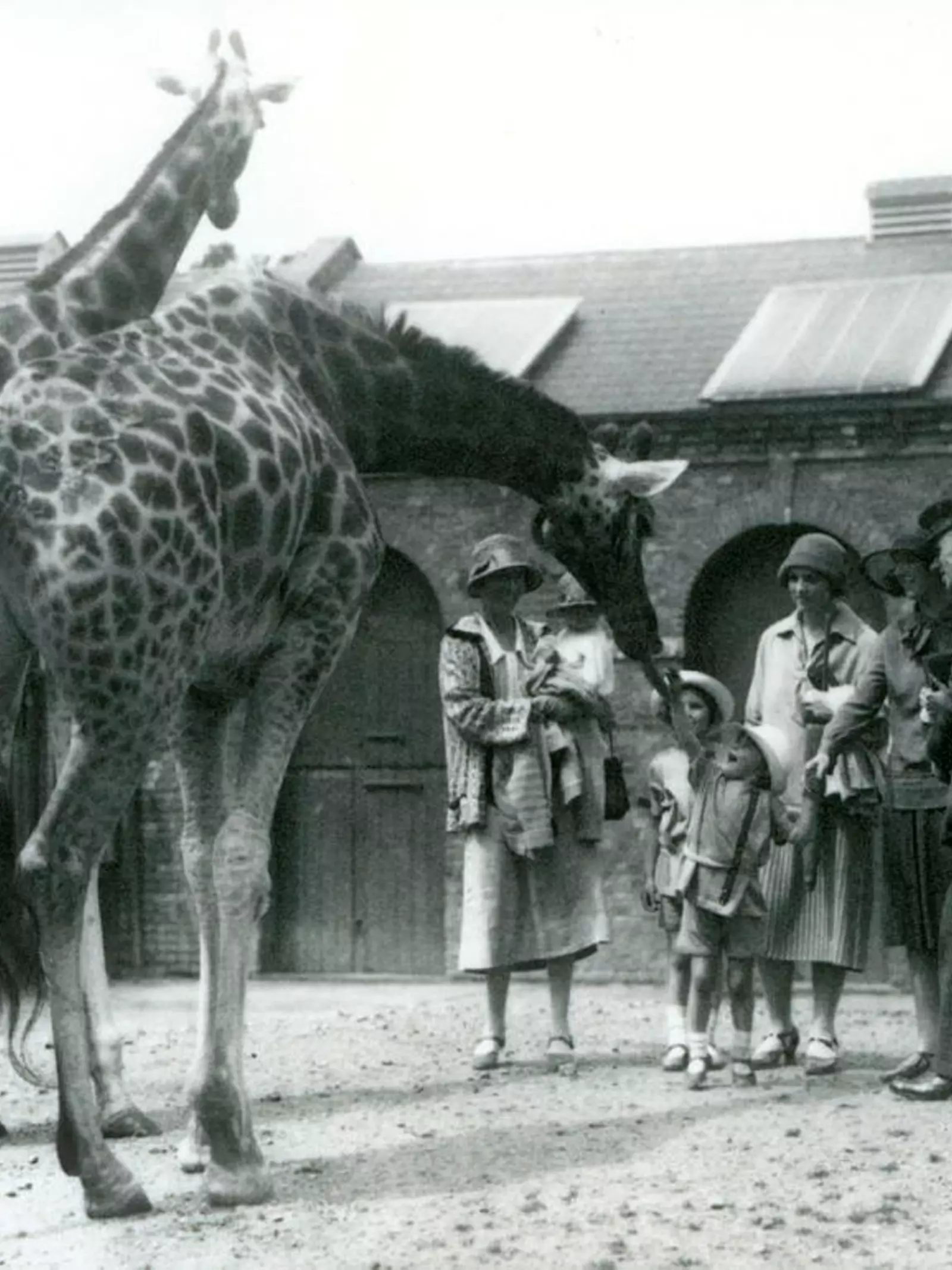 Black and white photo of giraffes at Decimus Burton's Giraffe House