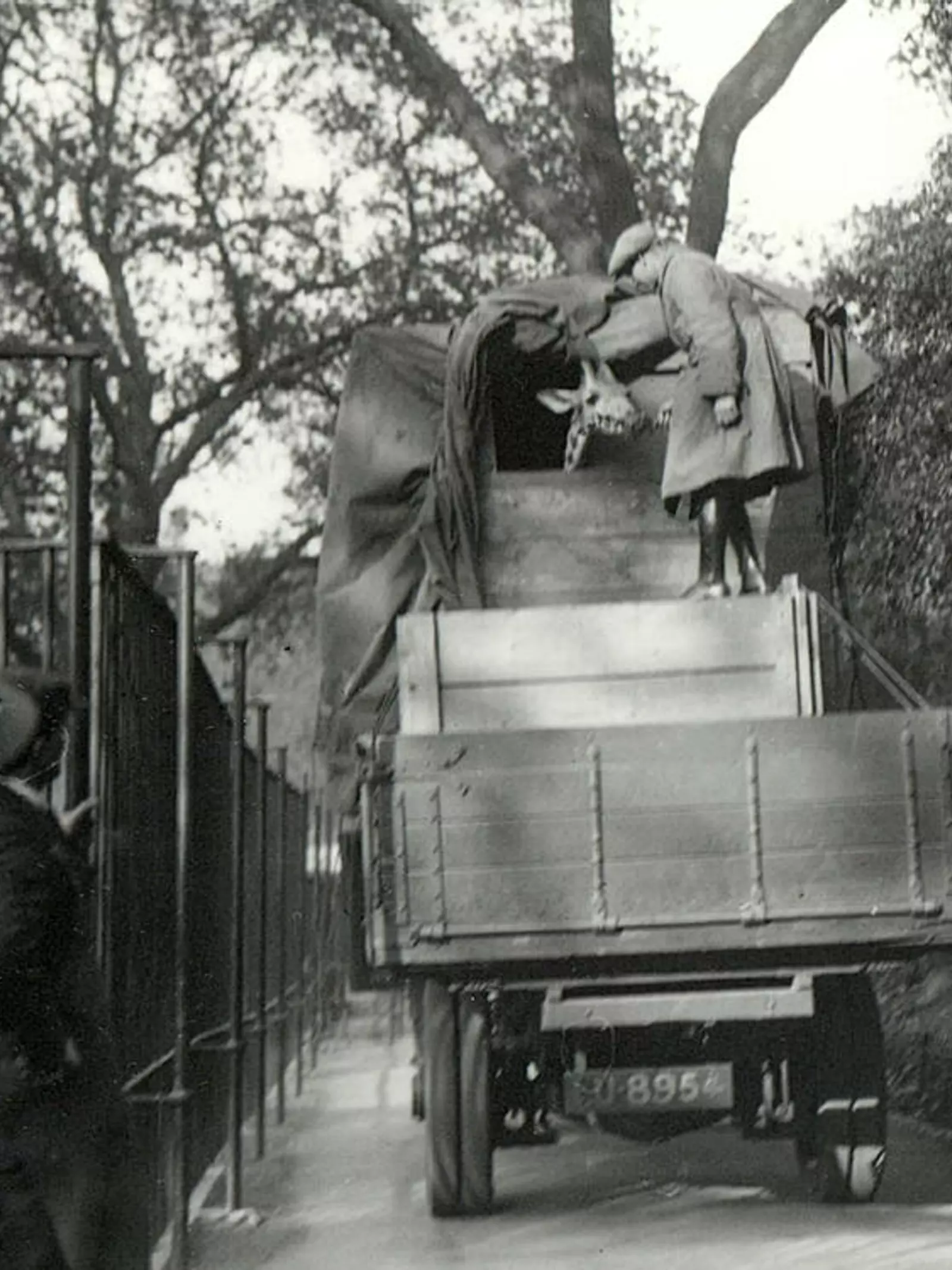 Giraffe being transited in a van at London Zoo