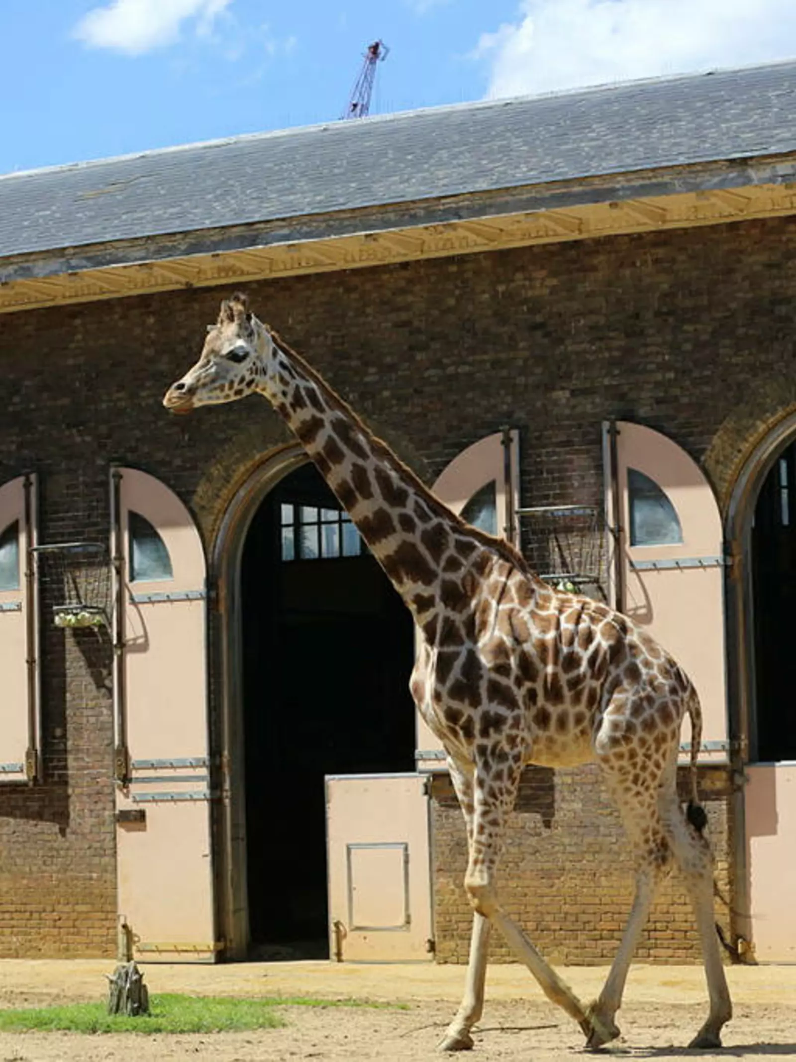 Giraffe at London Zoo walking outside of giraffe house doors