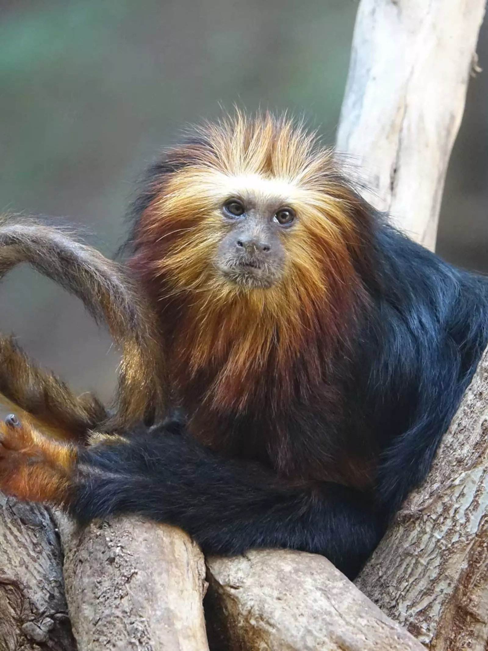 Golden headed lion tamarin sitting on branches in London Zoo's Rainforest Life exhibit