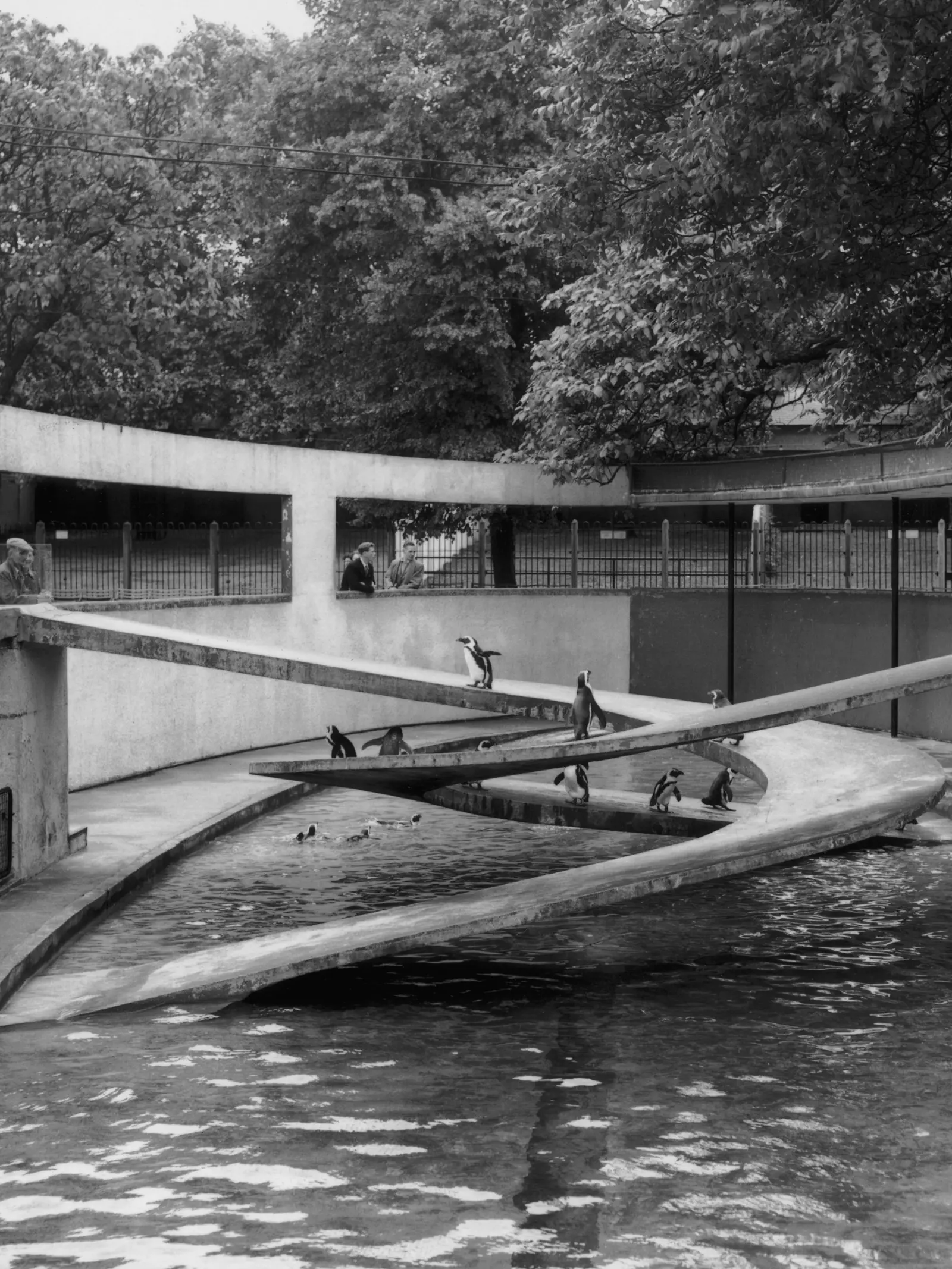 Lubetkin penguin pool at London Zoo designed by Berthold Lubetkin