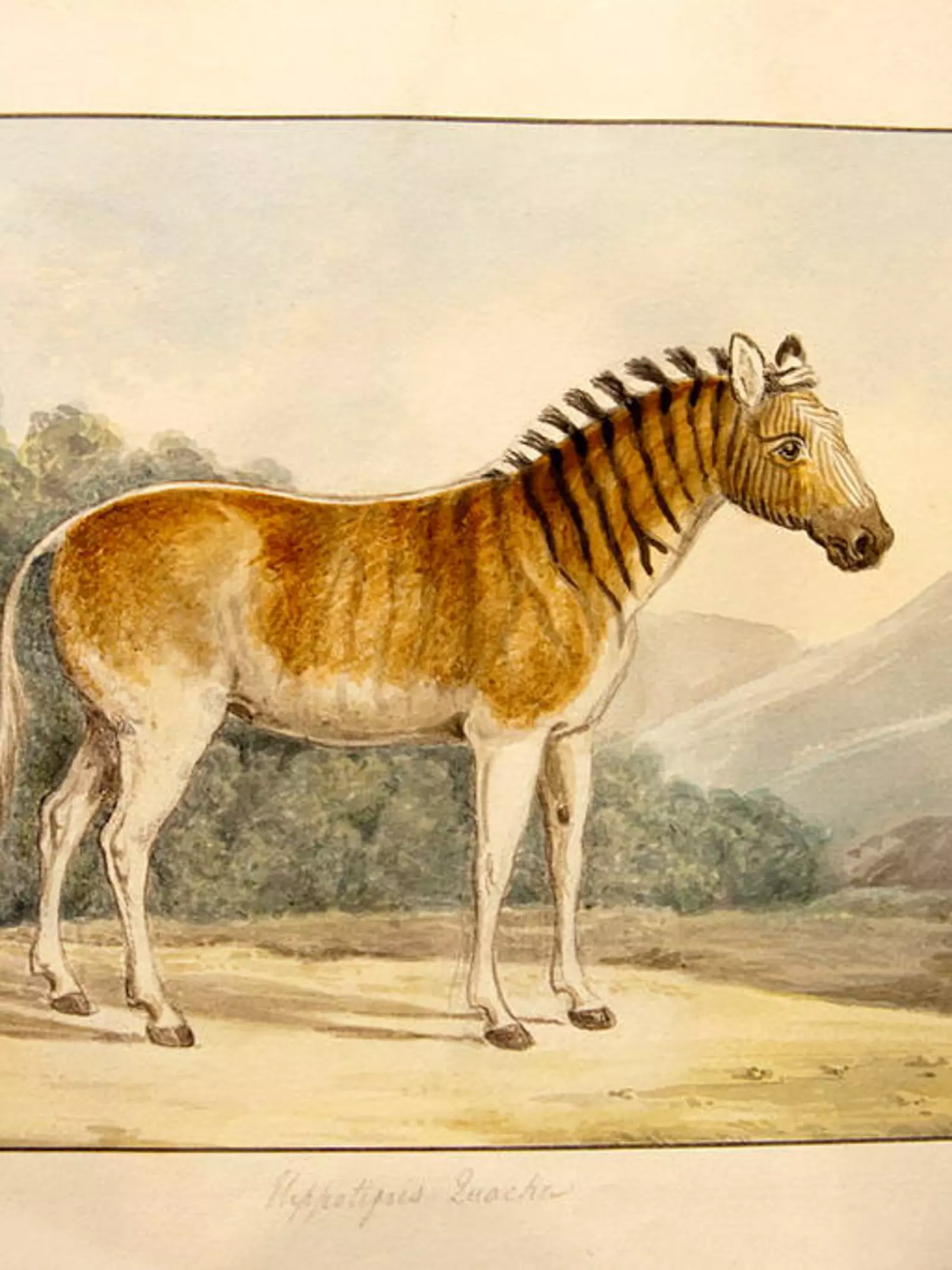 Quagga scientific drawing by Charles Hamilton Smith
