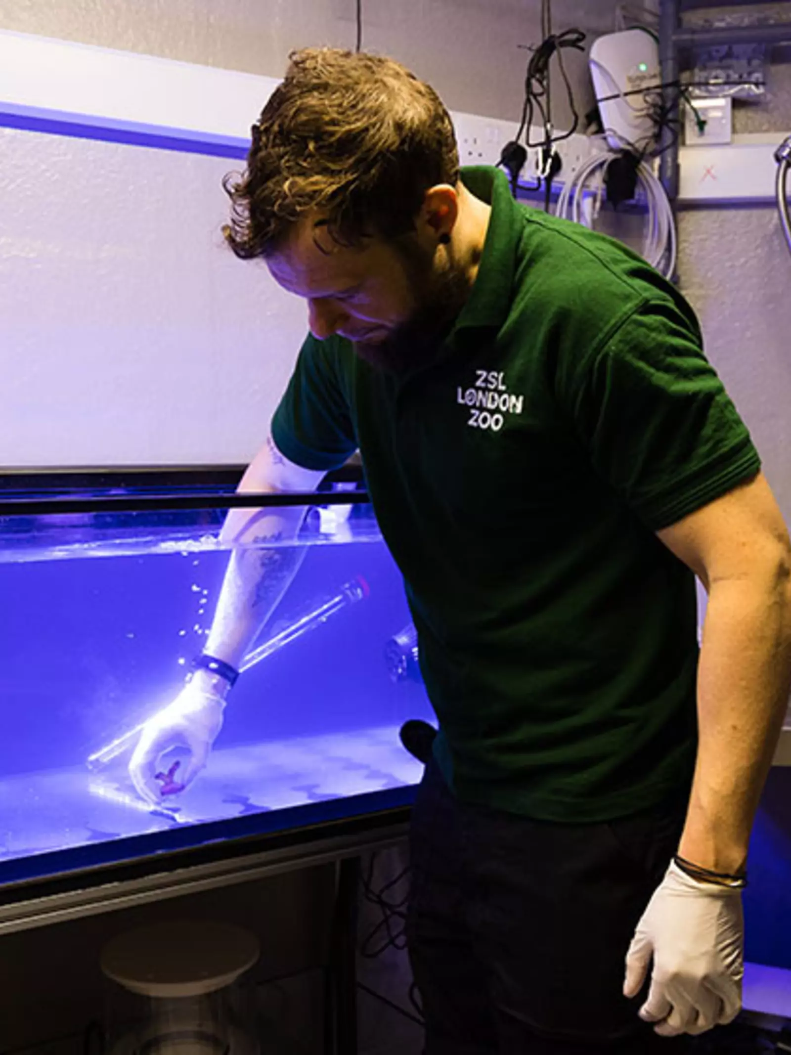 Aquarist Jeremy SImmons works in coral conservation breeding room behind the scenes at Tiny Giants London Zoo