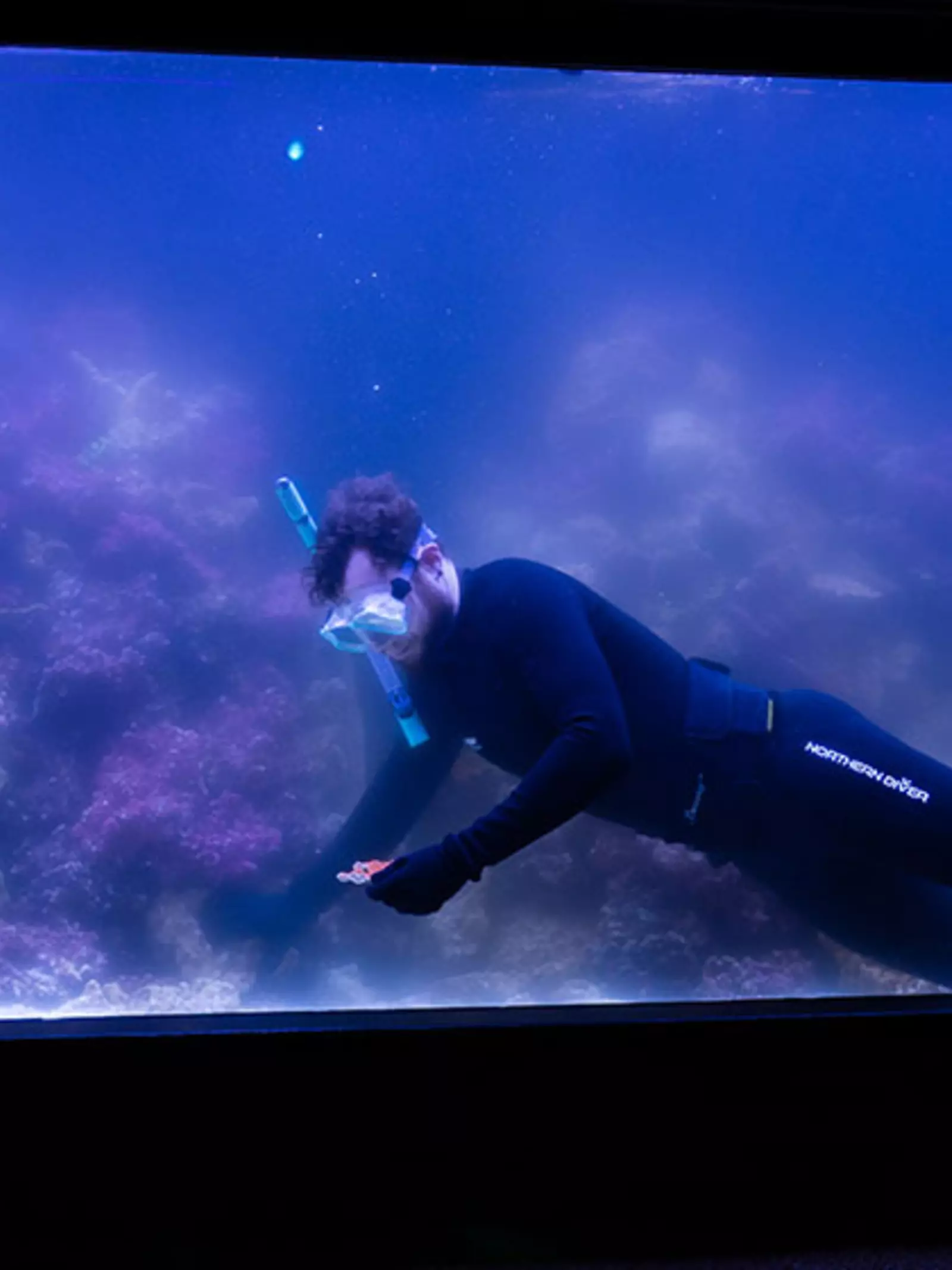 London Zoo aquarium with diver inside and boy looking through glass.