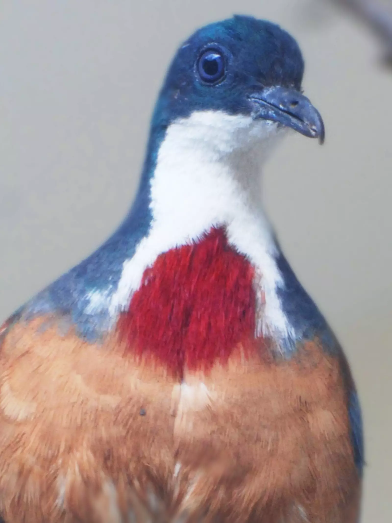 Bleeding heart dove at bird walk through Blackburn Pavilion at London Zoo