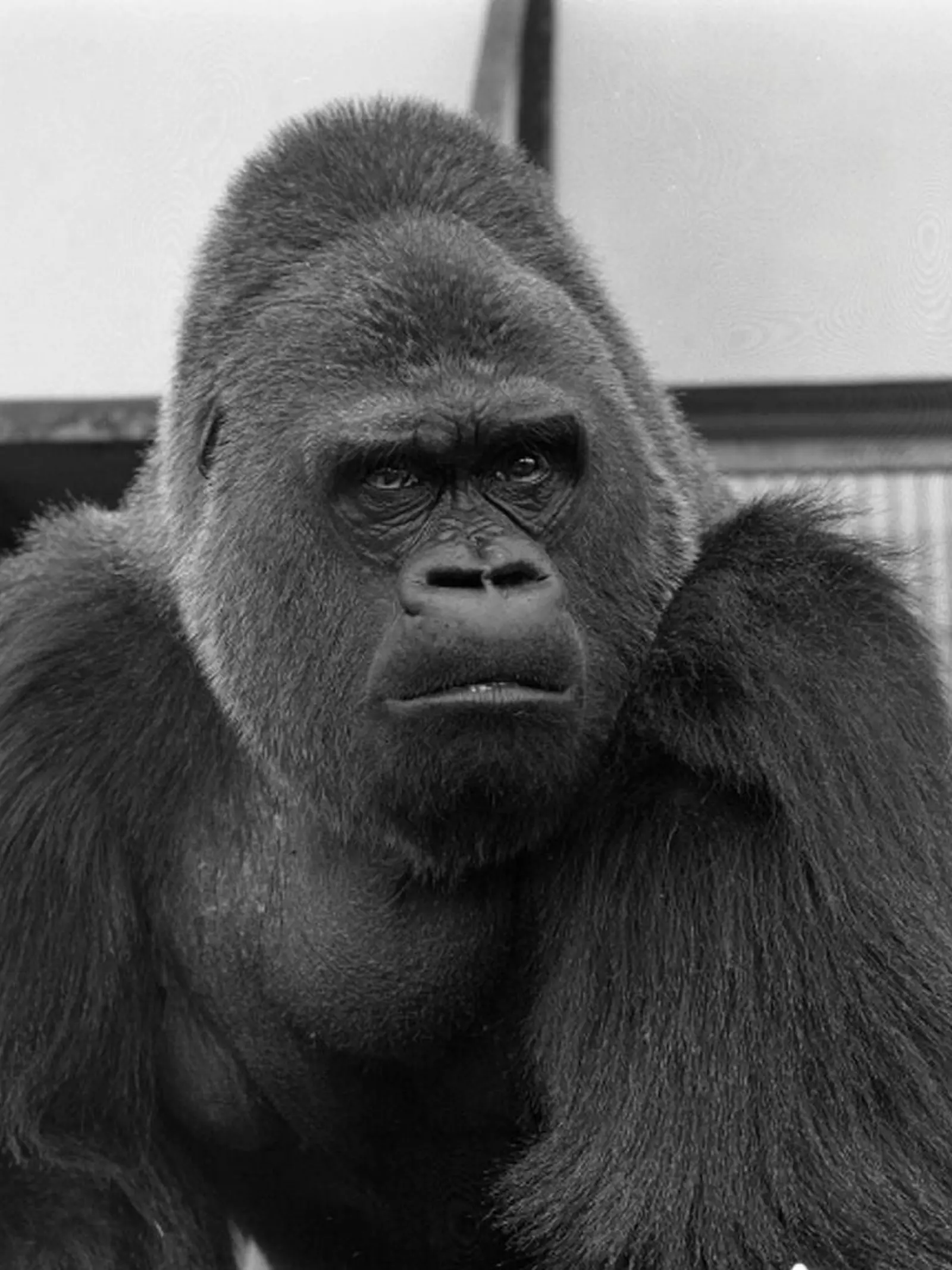 Guy the Gorilla in 1970