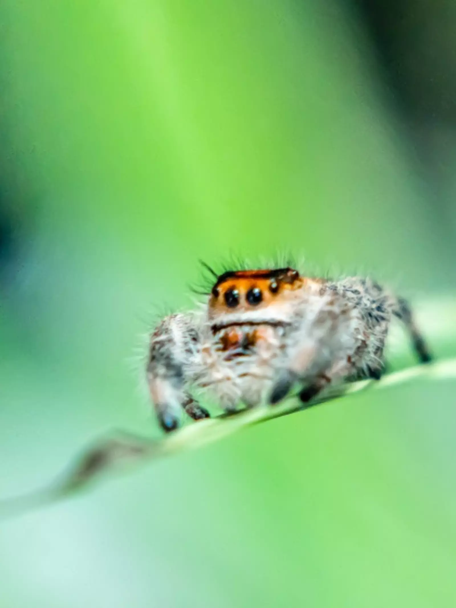 Jumping spider at London Zoo