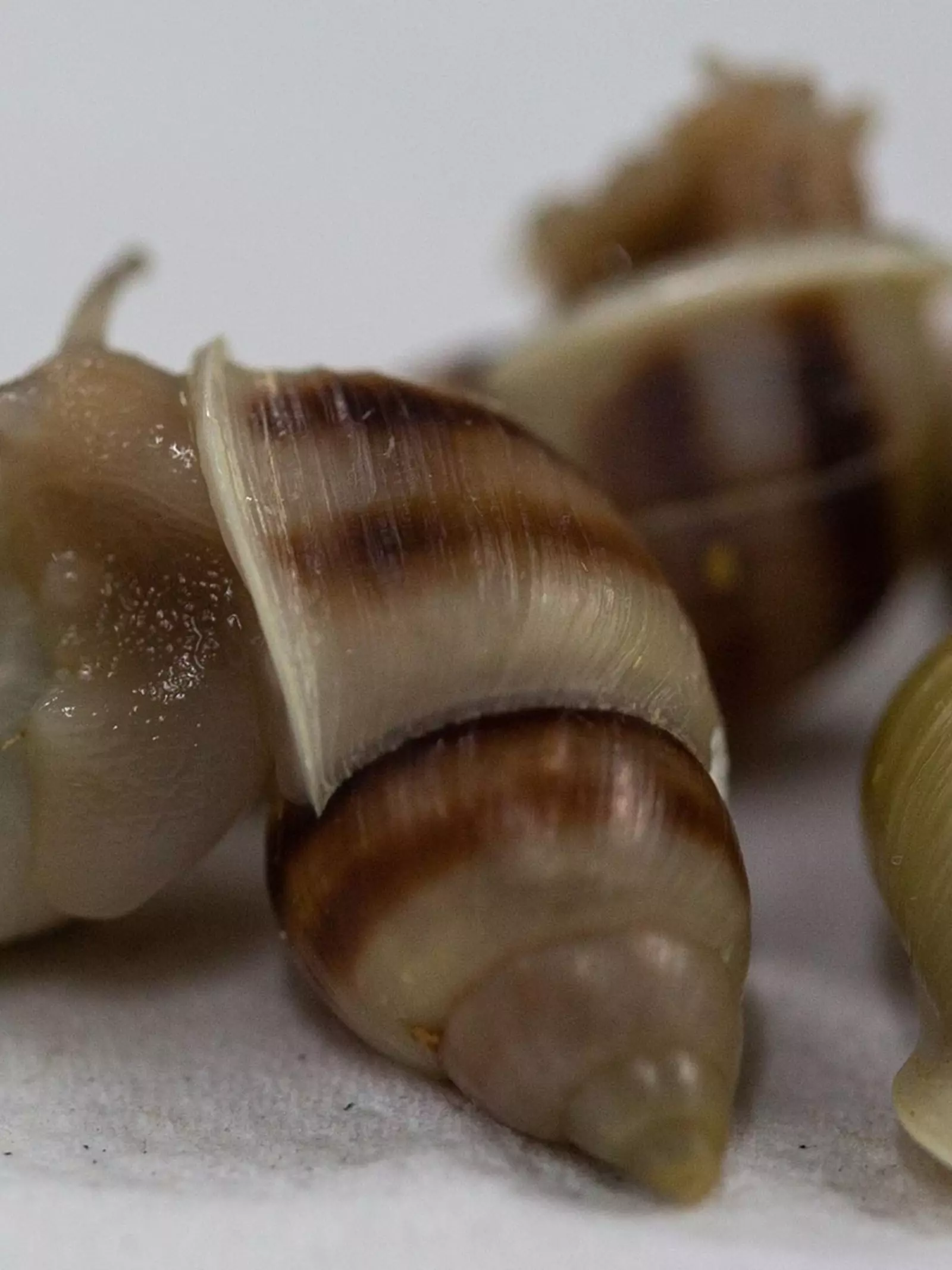Partula snails at London Zoo
