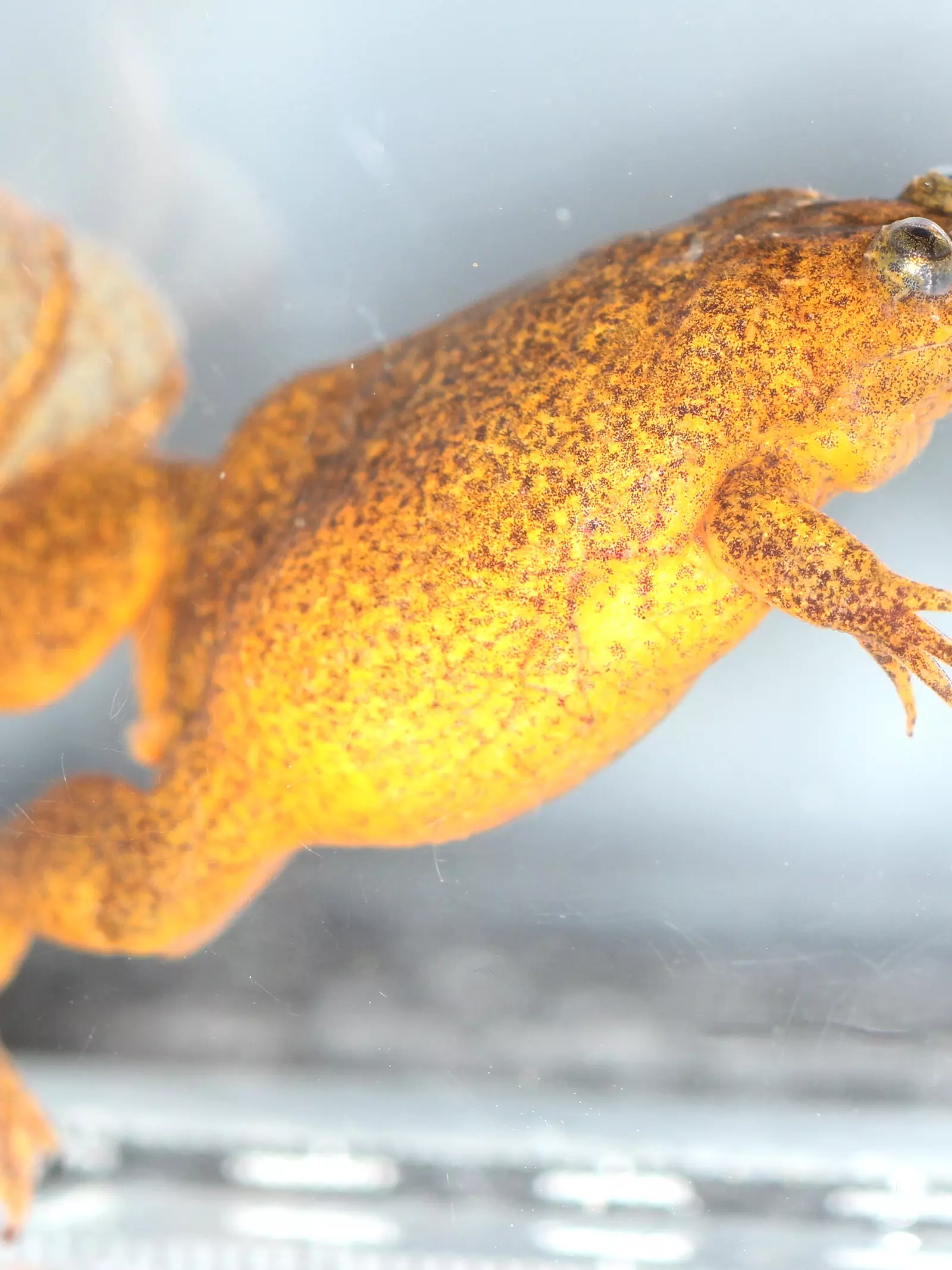 Lake Oku frog female at London Zoo breeding facility to protect the species