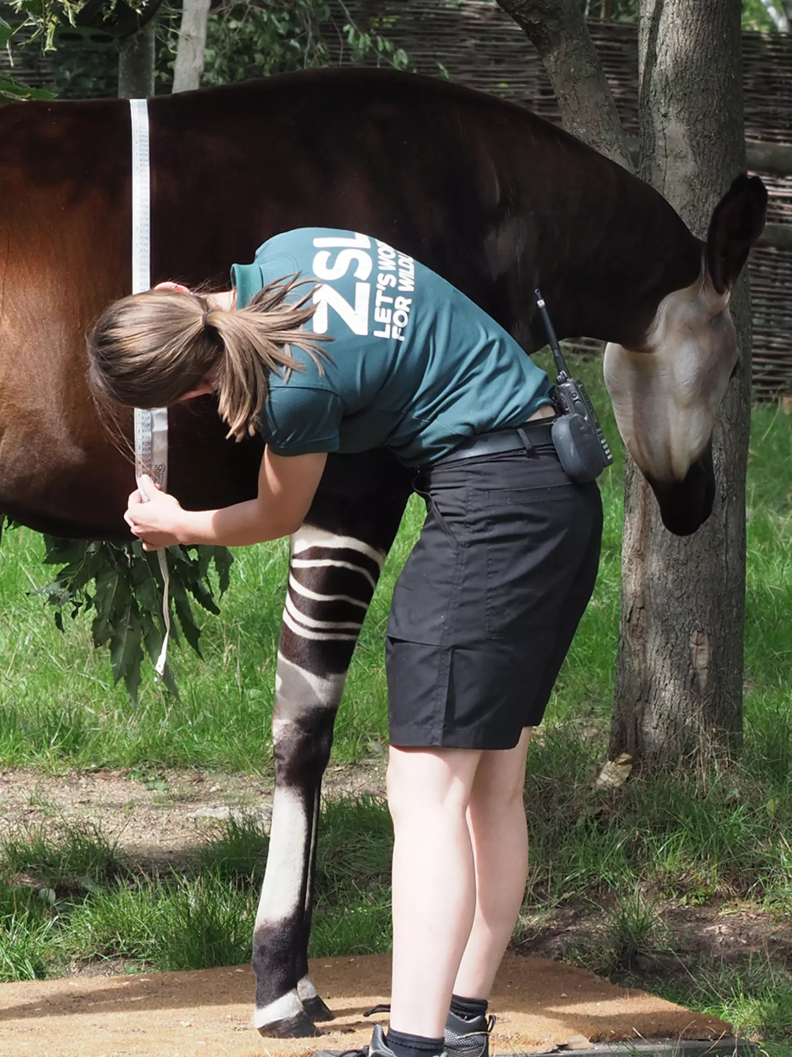 Oni the pregnant okapi has her stomach measured by Zookeepers.