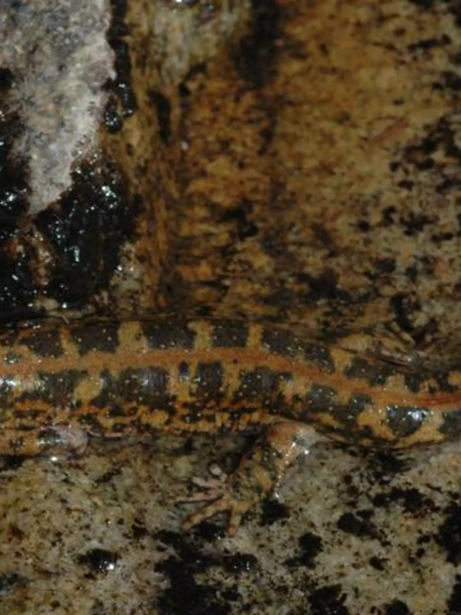 Sardinian brook salamander at London Zoo