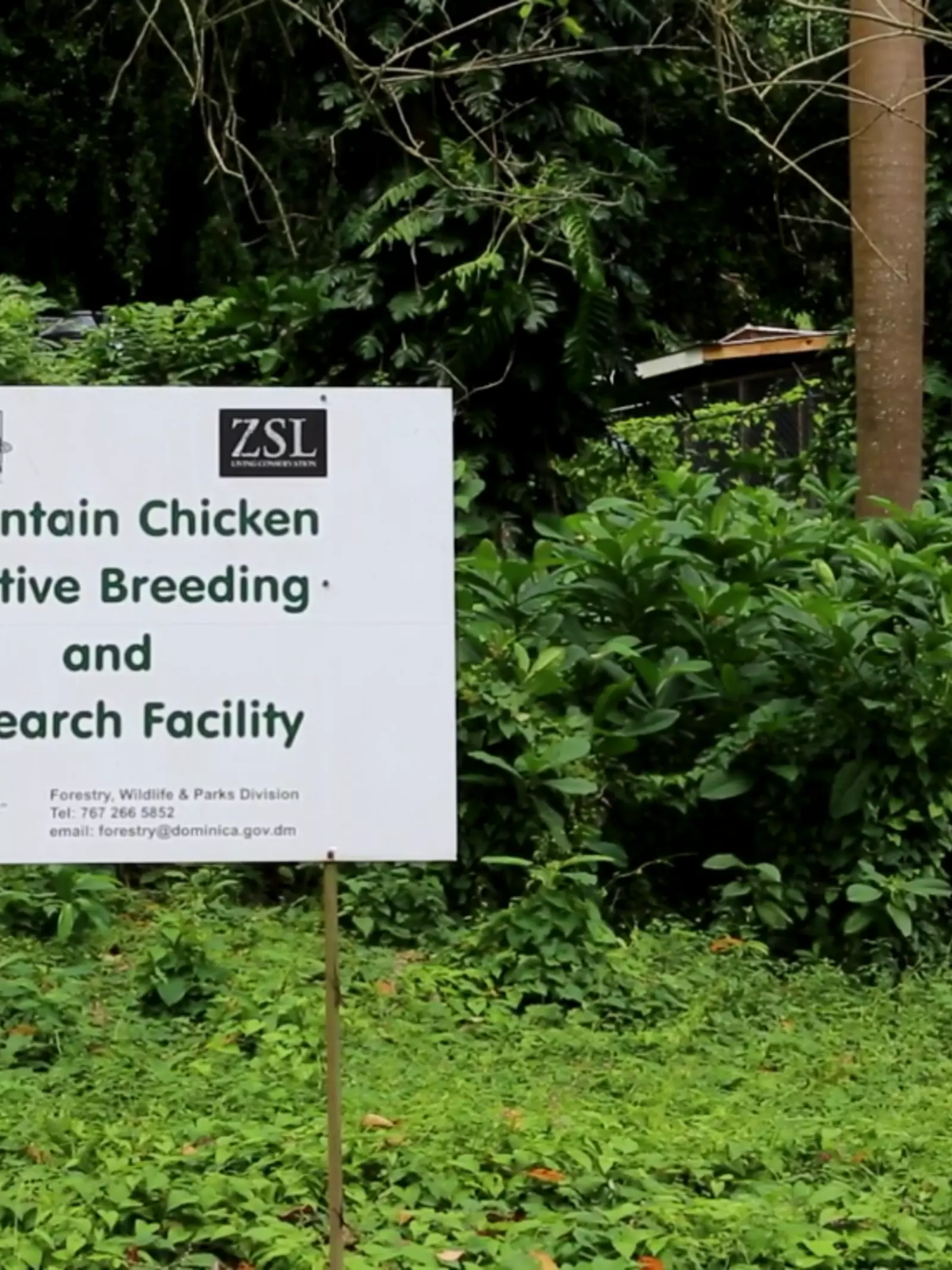 Mountain chicken breeding facility in Dominica supported by ZSL
