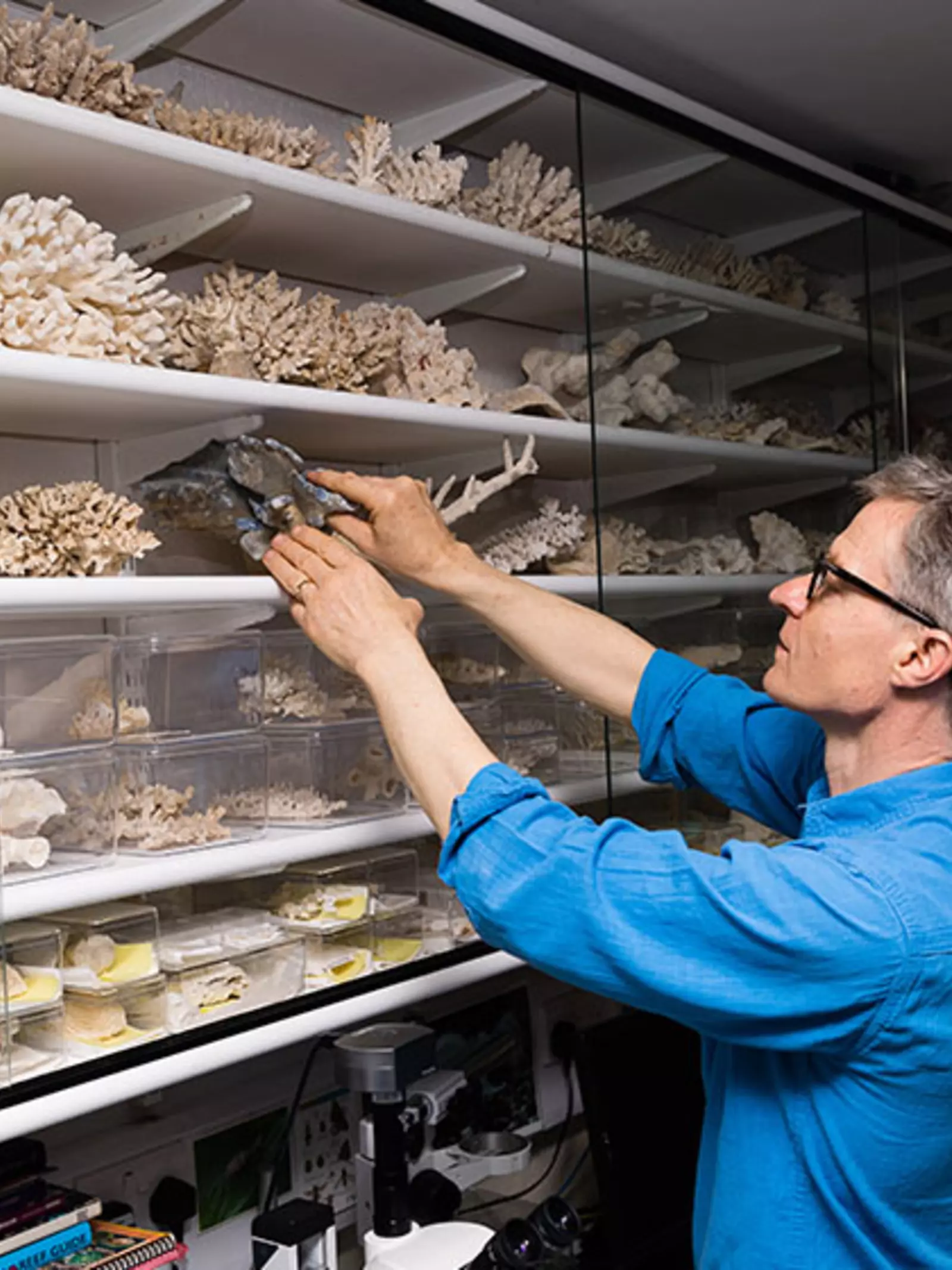 Senior curator Paul Pearce-Kelly places confiscated corals safely in a display case.