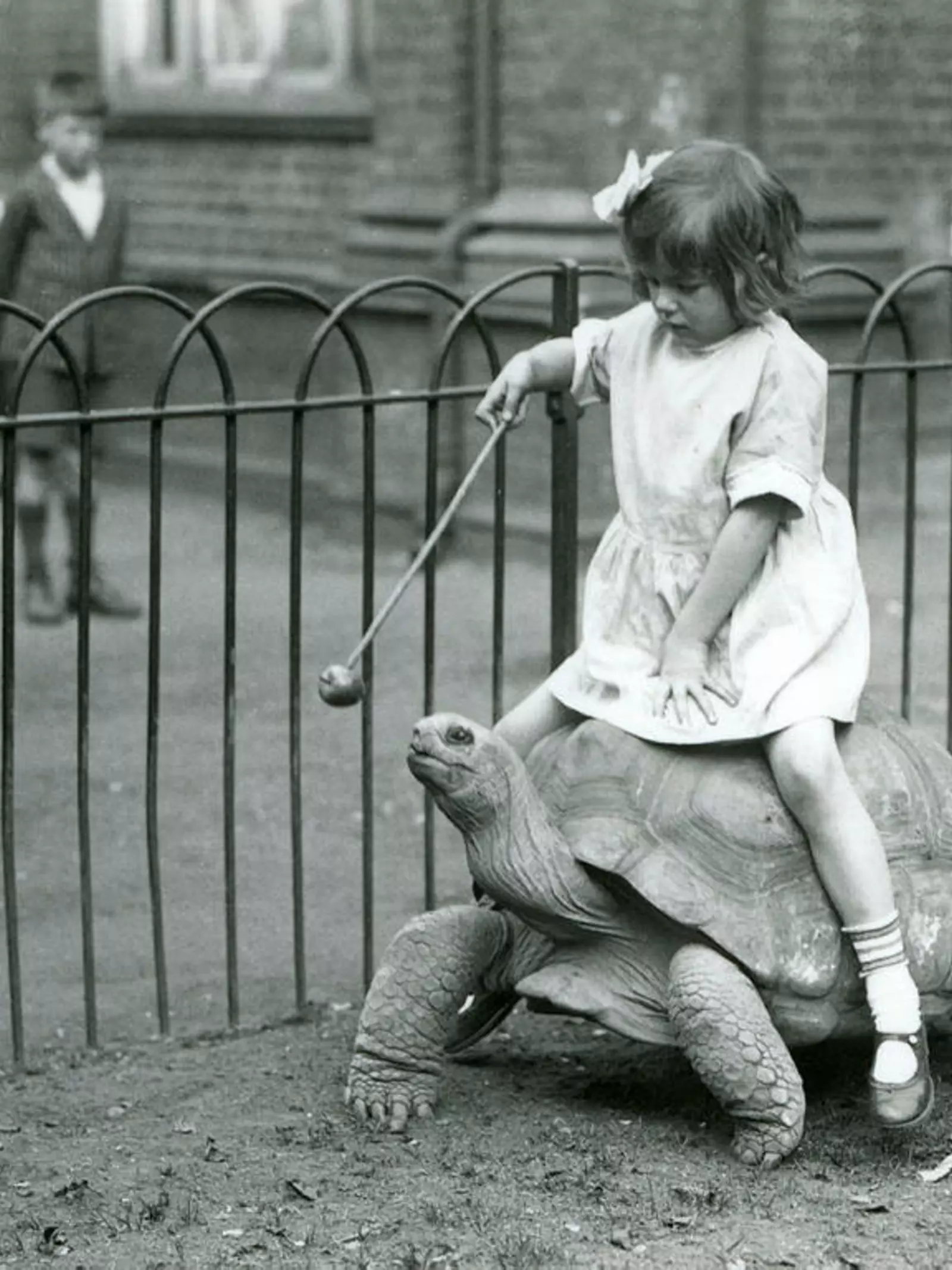 A small girl, holds out a stick with an apple on the end to lead the Giant Tortoise she is riding. A small crowd of school boys with a man look on. London Zoo, 1924.