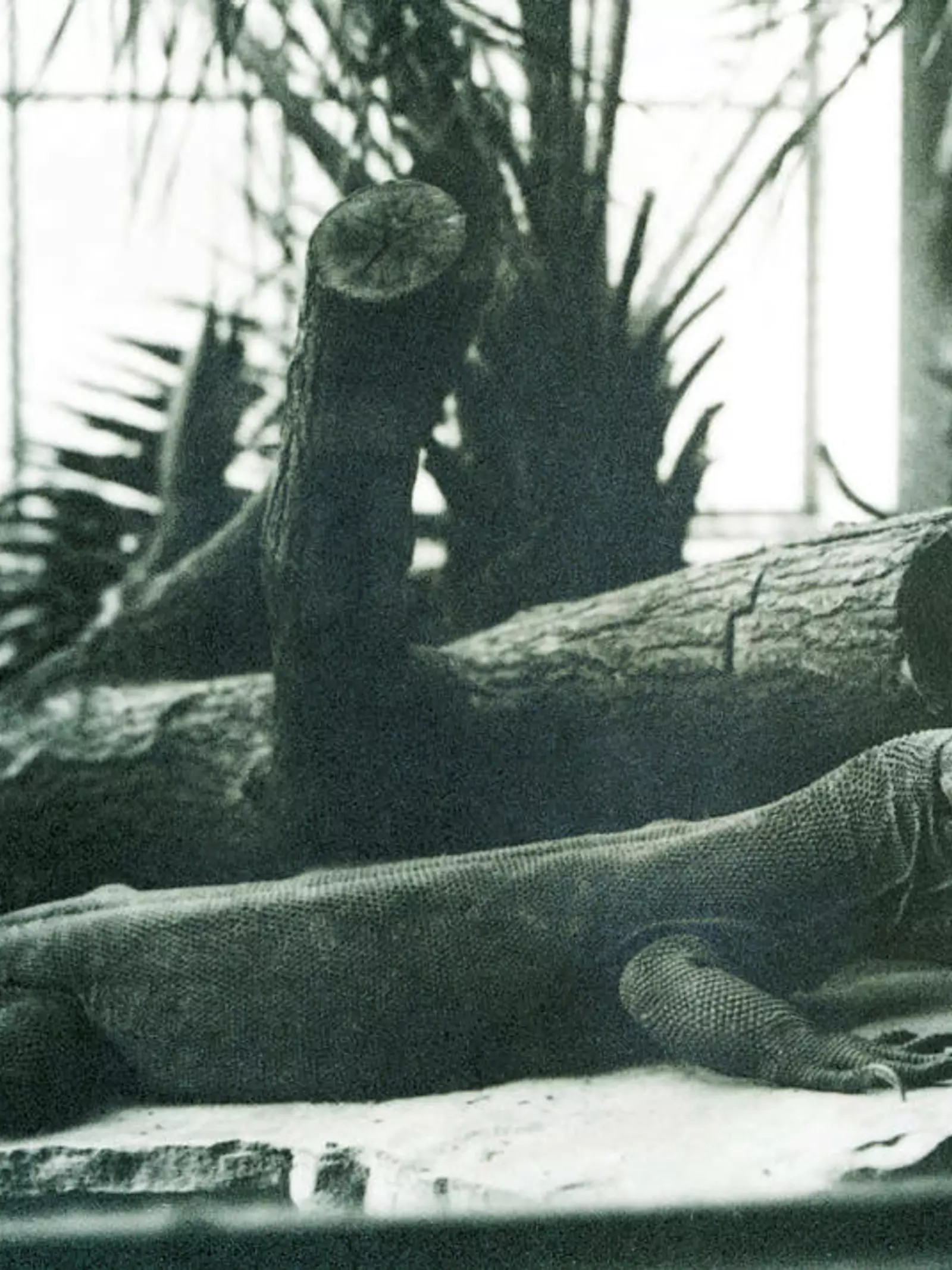 Komodo dragon at London Zoo Reptile House in 1928