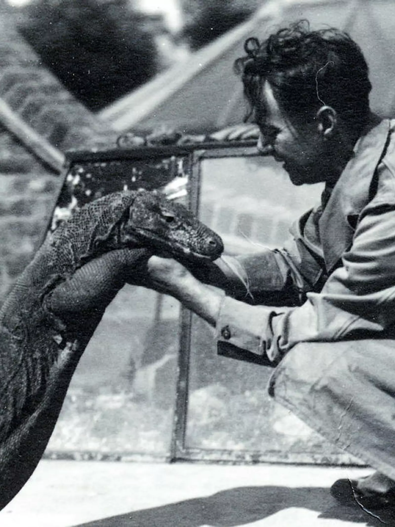 Komodo dragon ‘Sumbawa’ with keeper H. Alec Budd (1928). The scar on the reptile's neck was caused by a crocodile bite.
