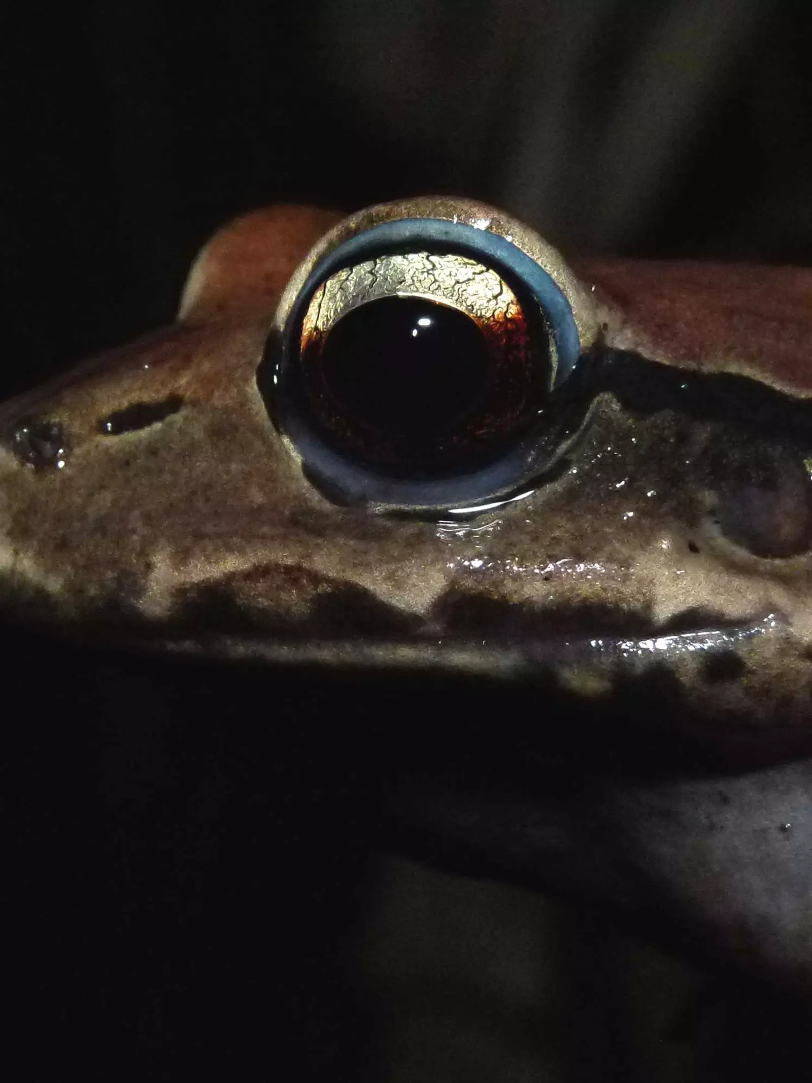 Mountain chicken frog close up