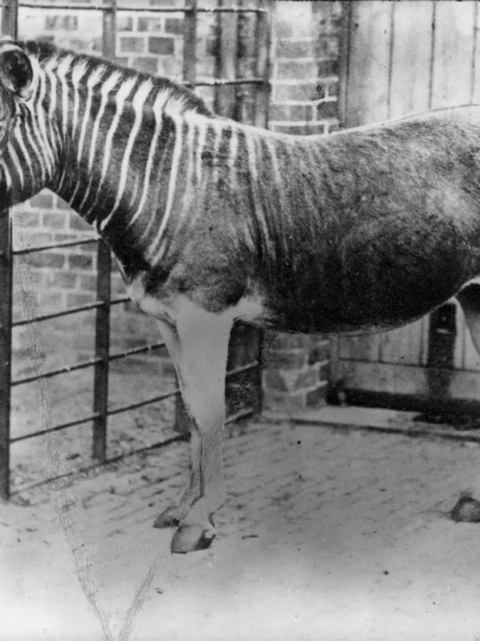 Quagga at London Zoo in 1870