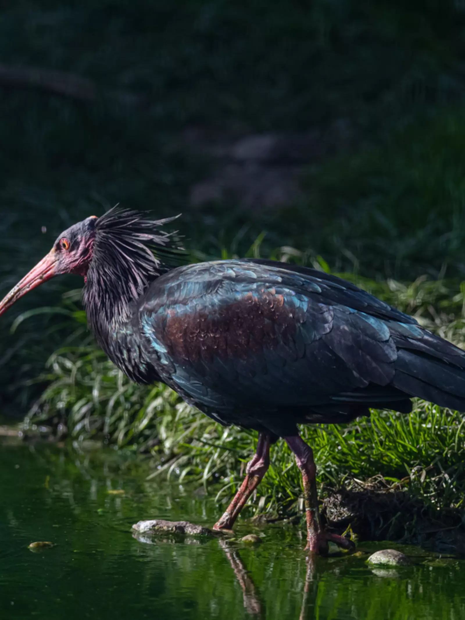 Waldrapp ibis wading