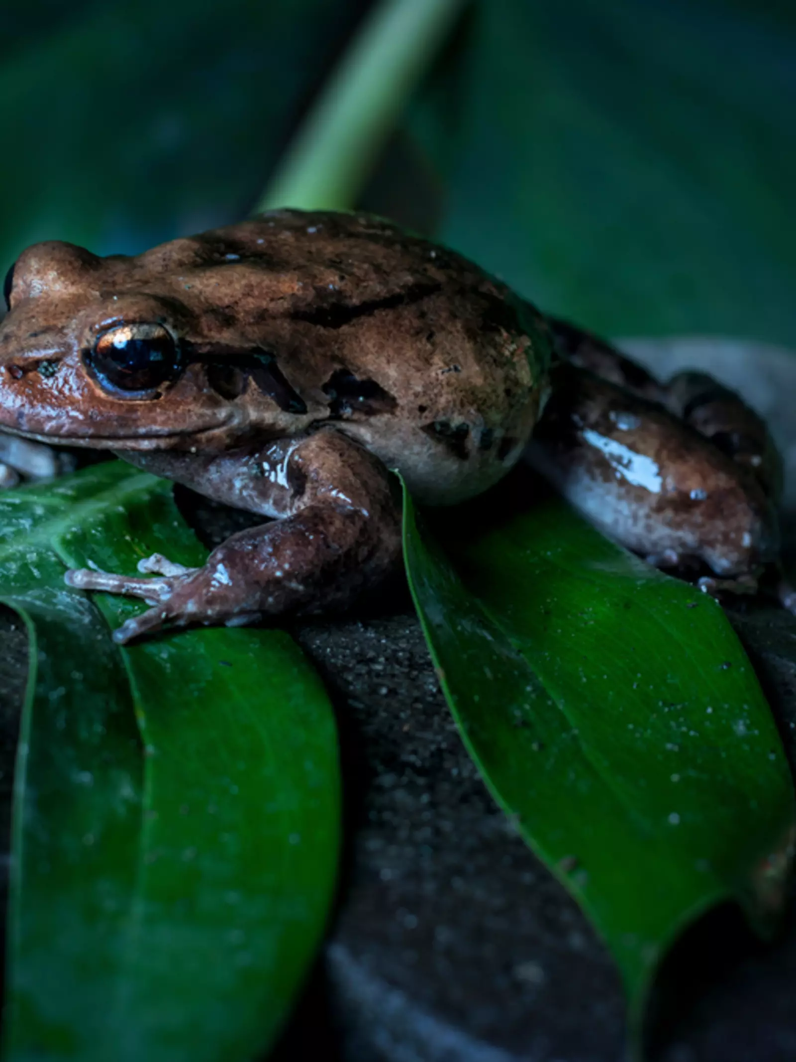 Mountain chicken frog sitting on leaves