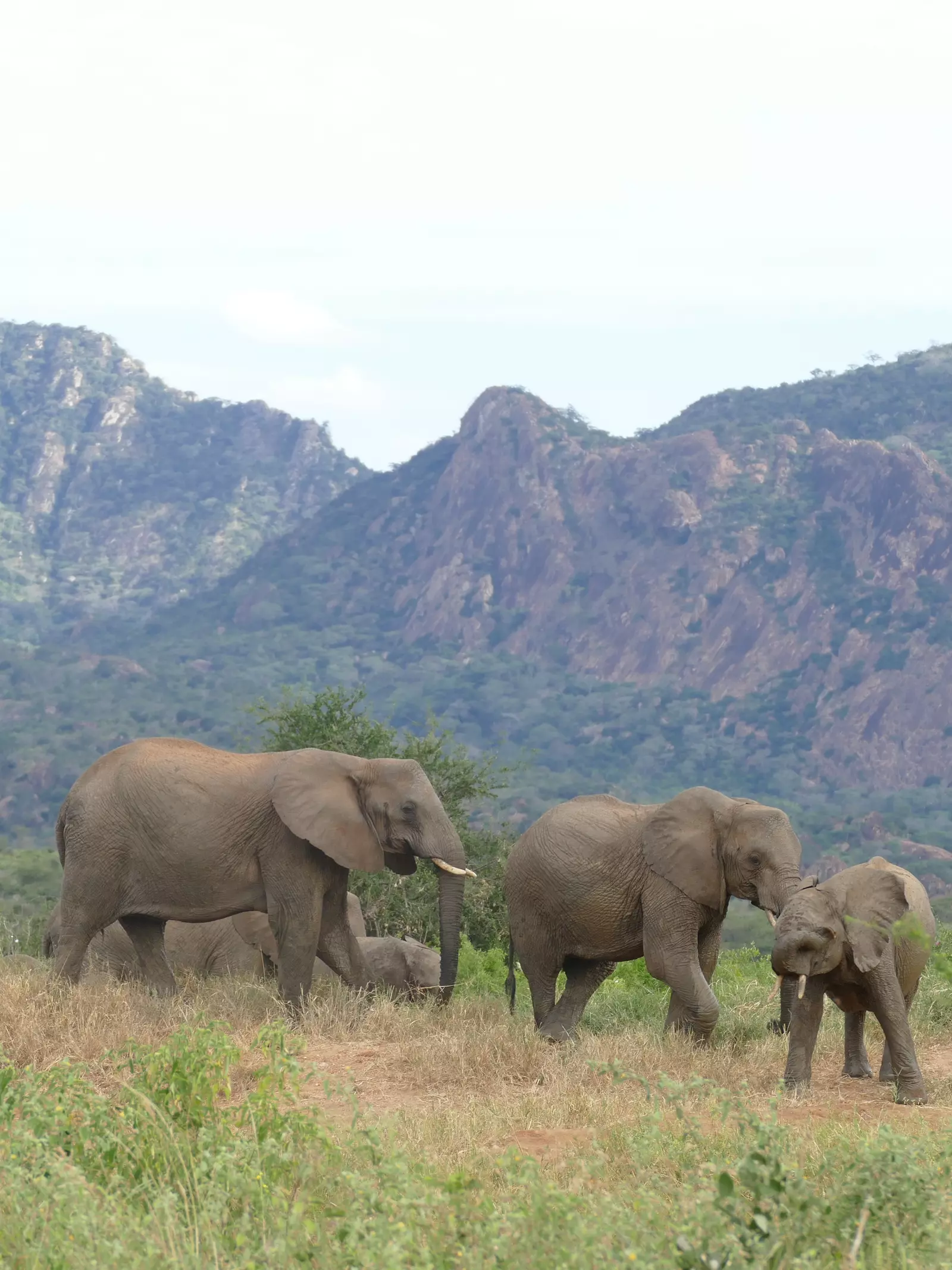 African elephants in savannah 