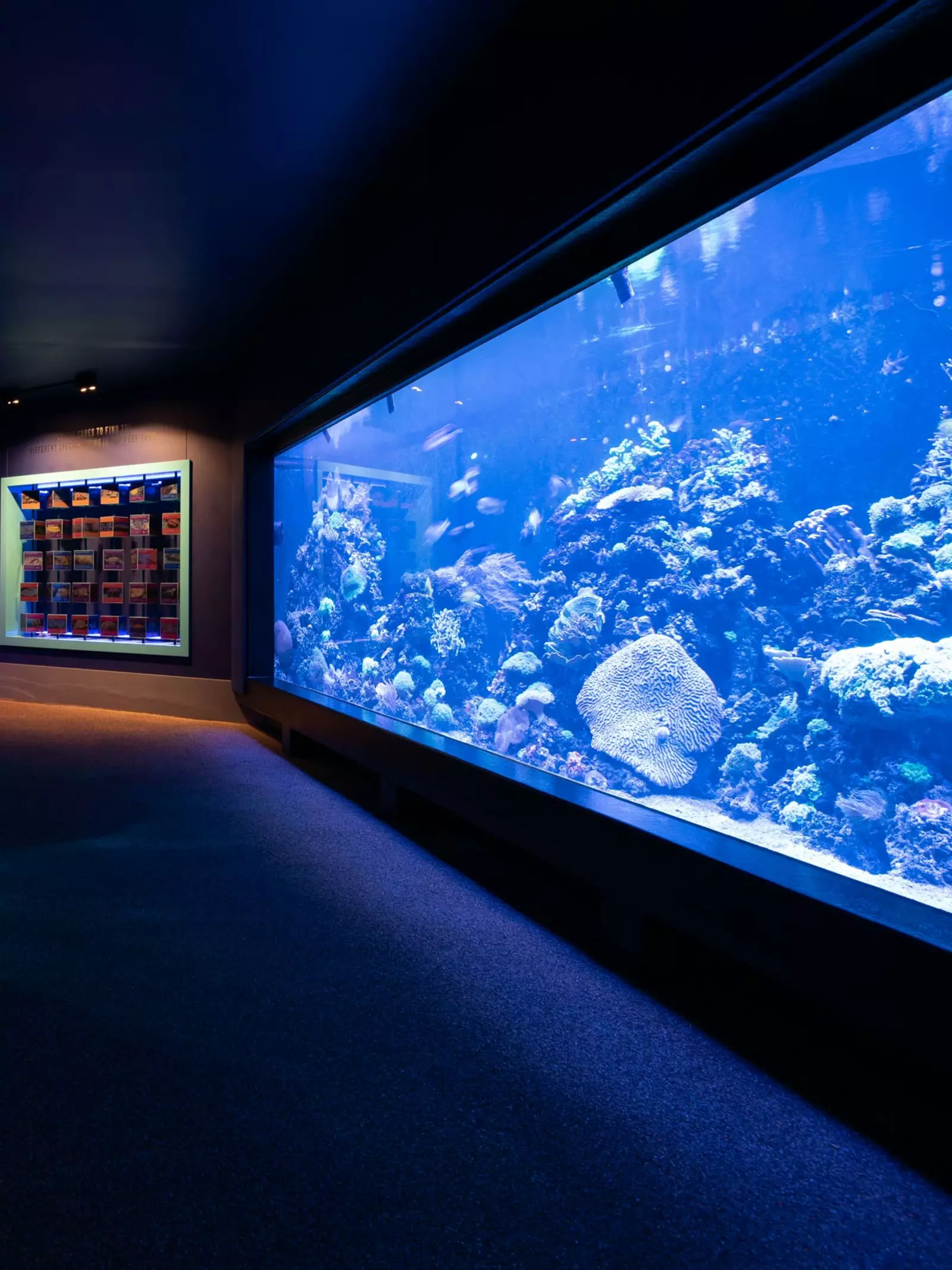 The aquarium at Tiny Giants 