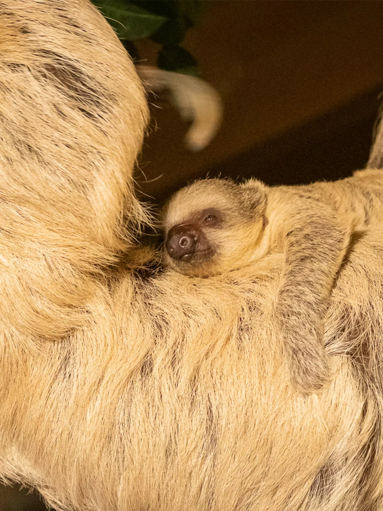 Baby sloth born Nova holding onto Mum Marilyn
