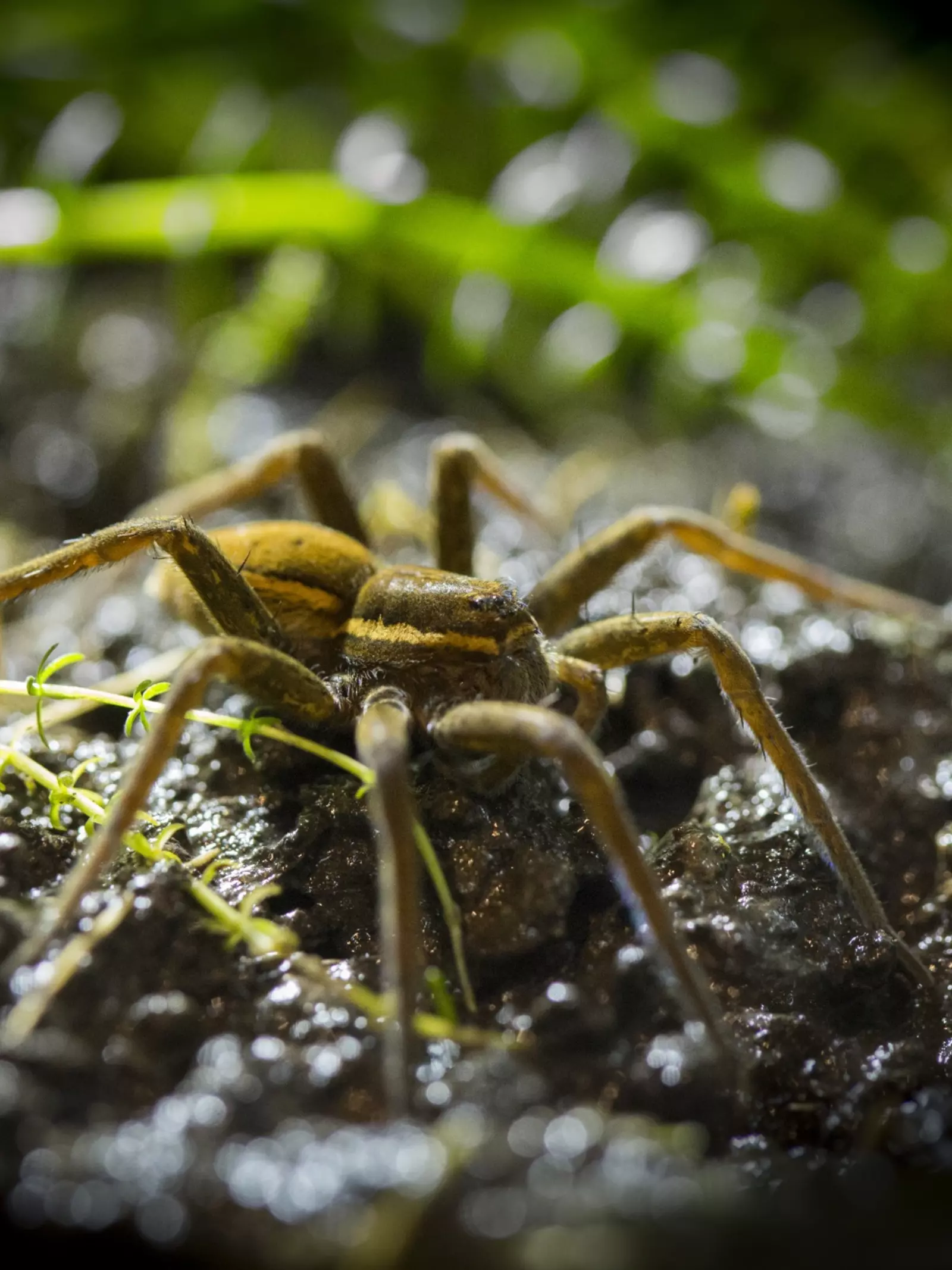 A fen raft spider at London Zoo